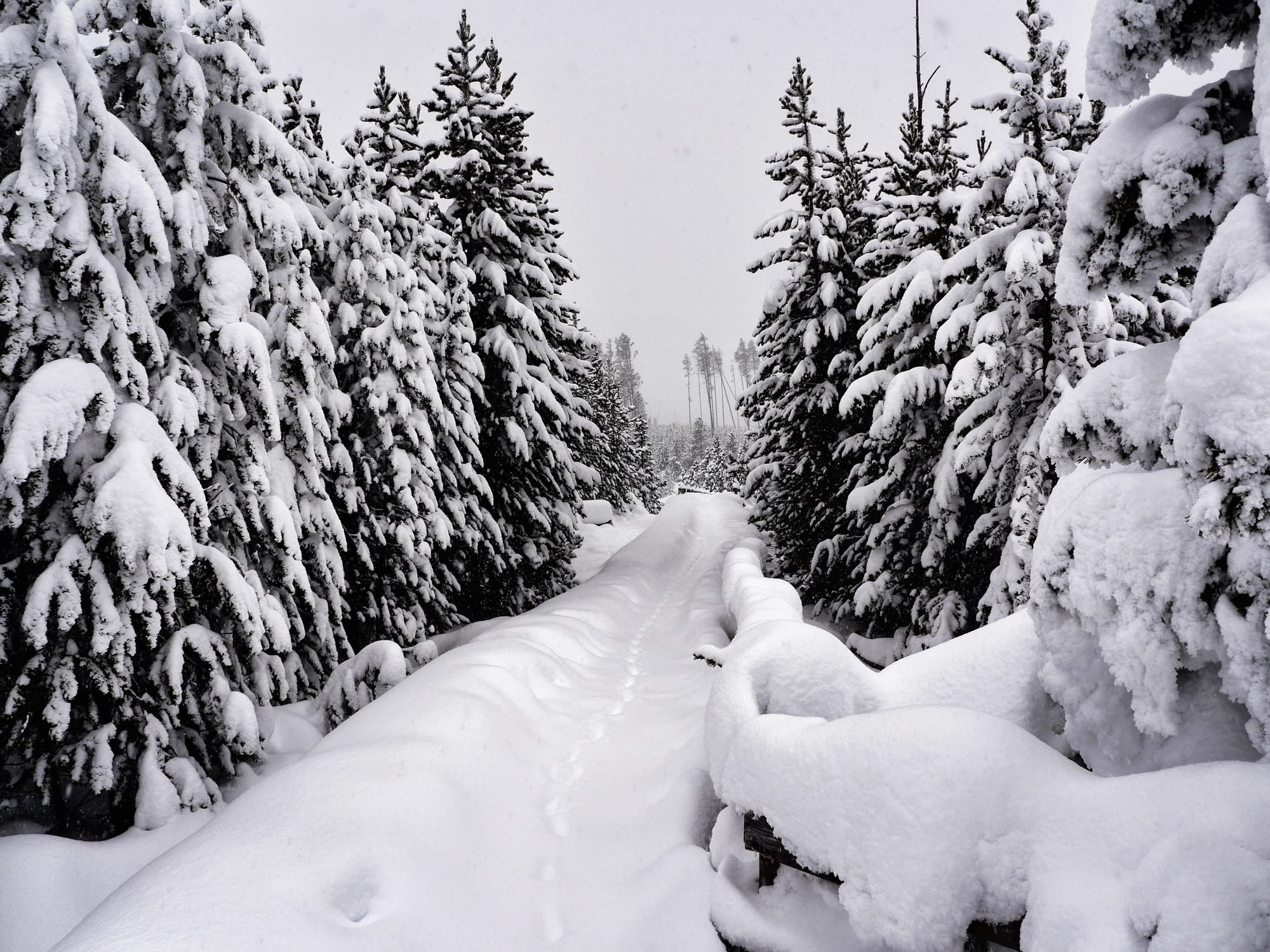 Photo by Author — the trails in Norris Geyser Basin