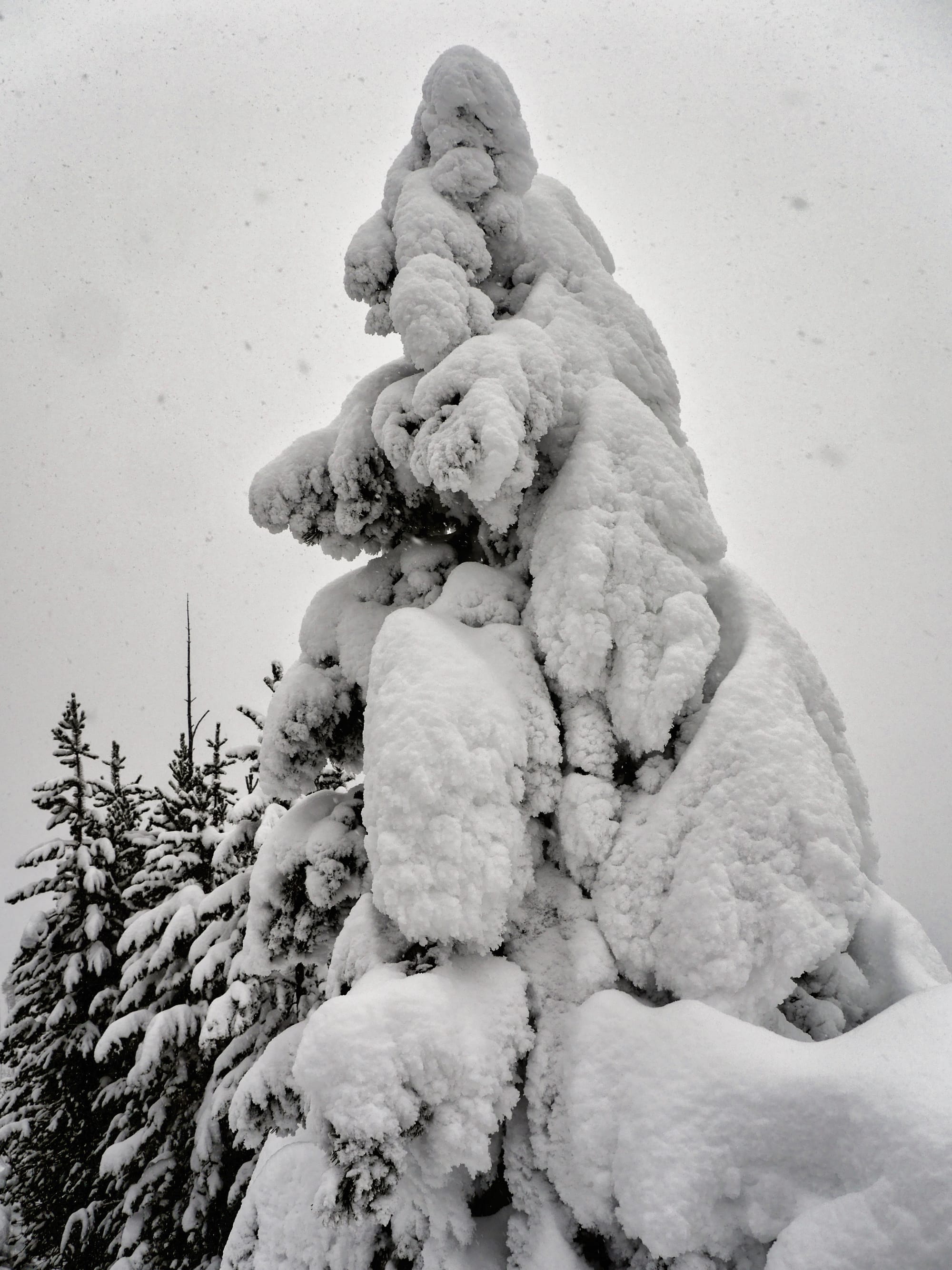 Photo by Author — ice-covered trees and thermal activity, Norris Geyser Basin