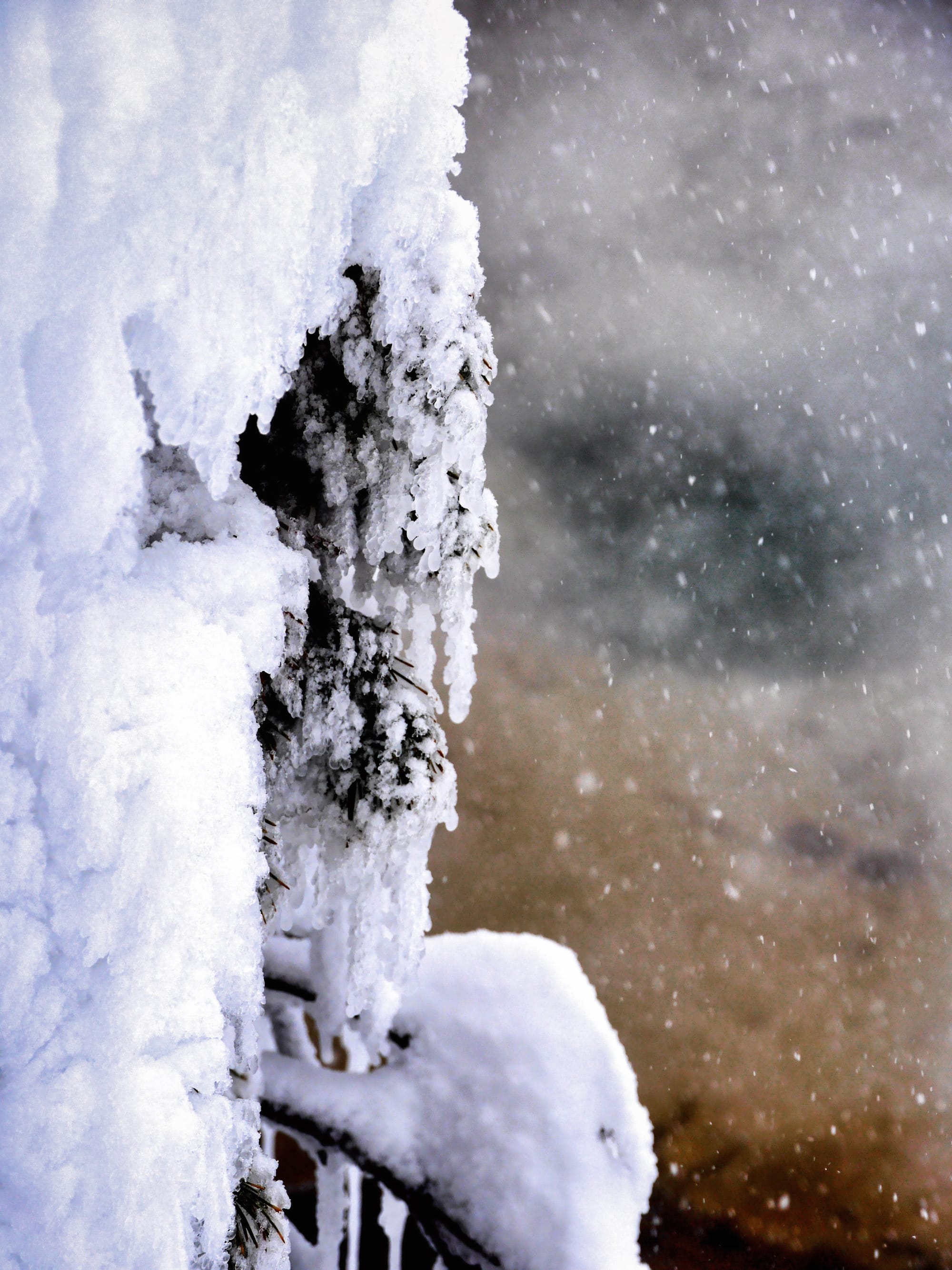 Photo by Author — ice-covered trees and thermal activity, Norris Geyser Basin