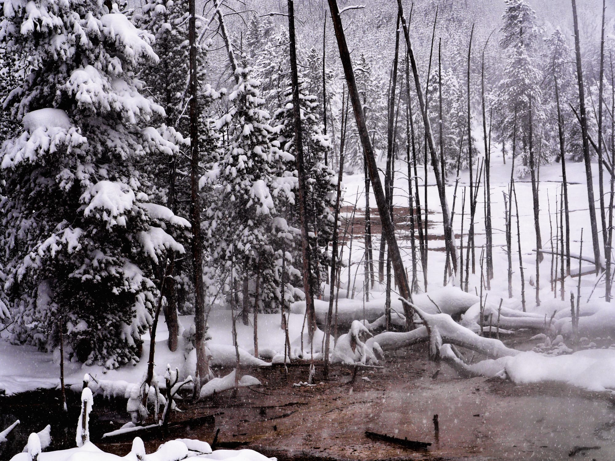 Photo by Author — ice-covered trees and thermal activity, Norris Geyser Basin