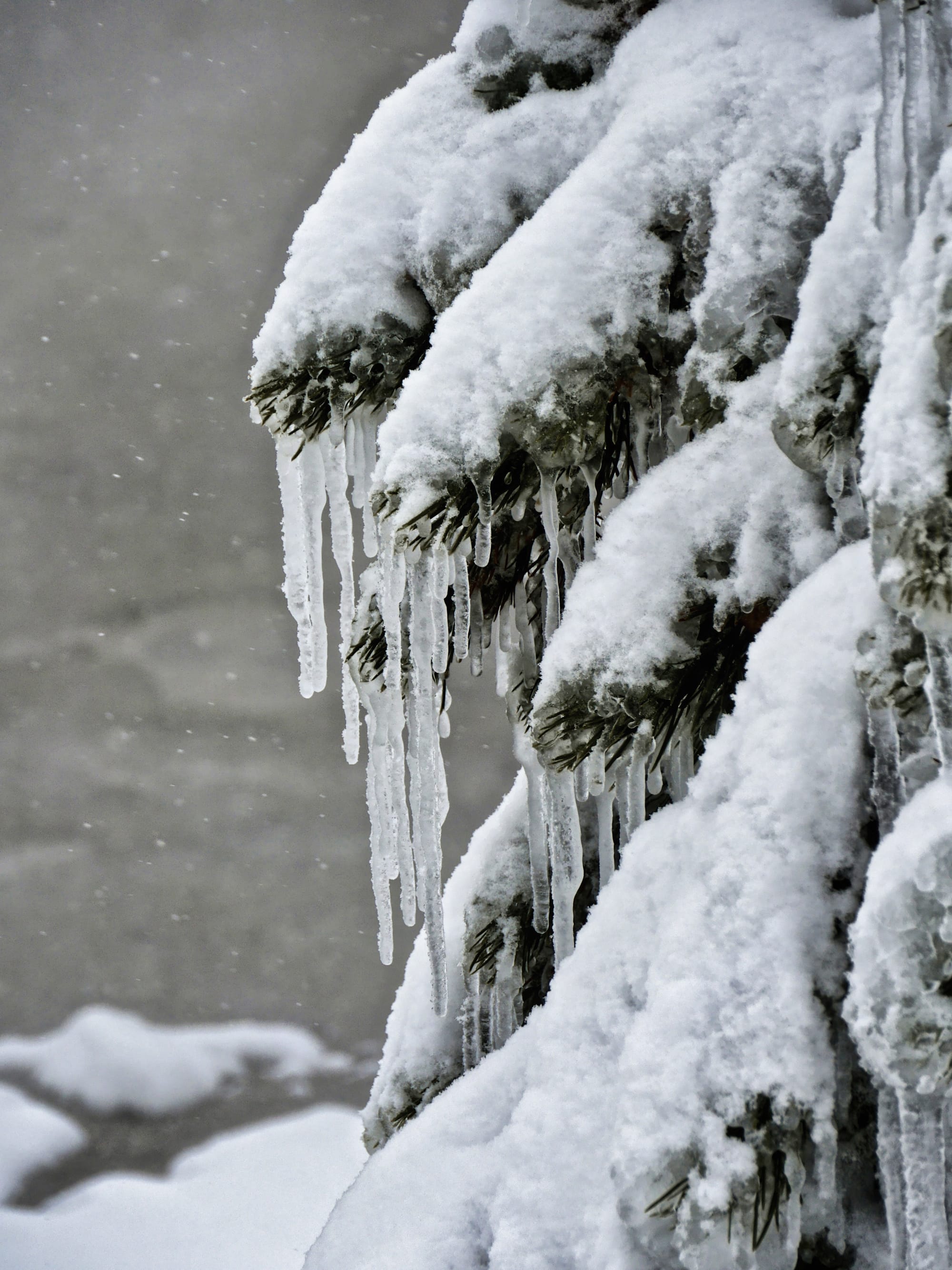 Photo by Author — ice-covered trees and thermal activity, Norris Geyser Basin