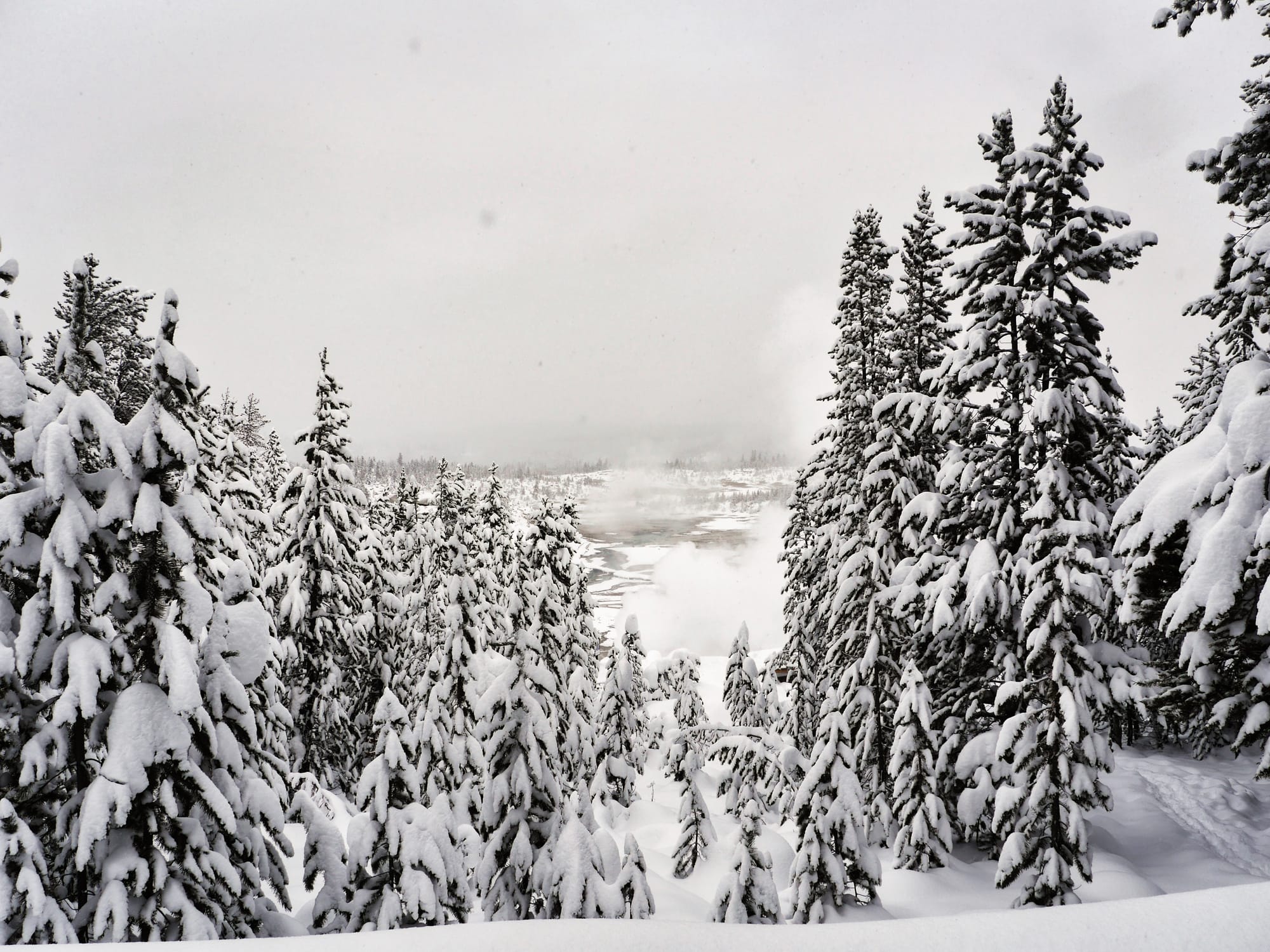 Photo by Author — looking towards the main thermal features in the lower basin through the trees
