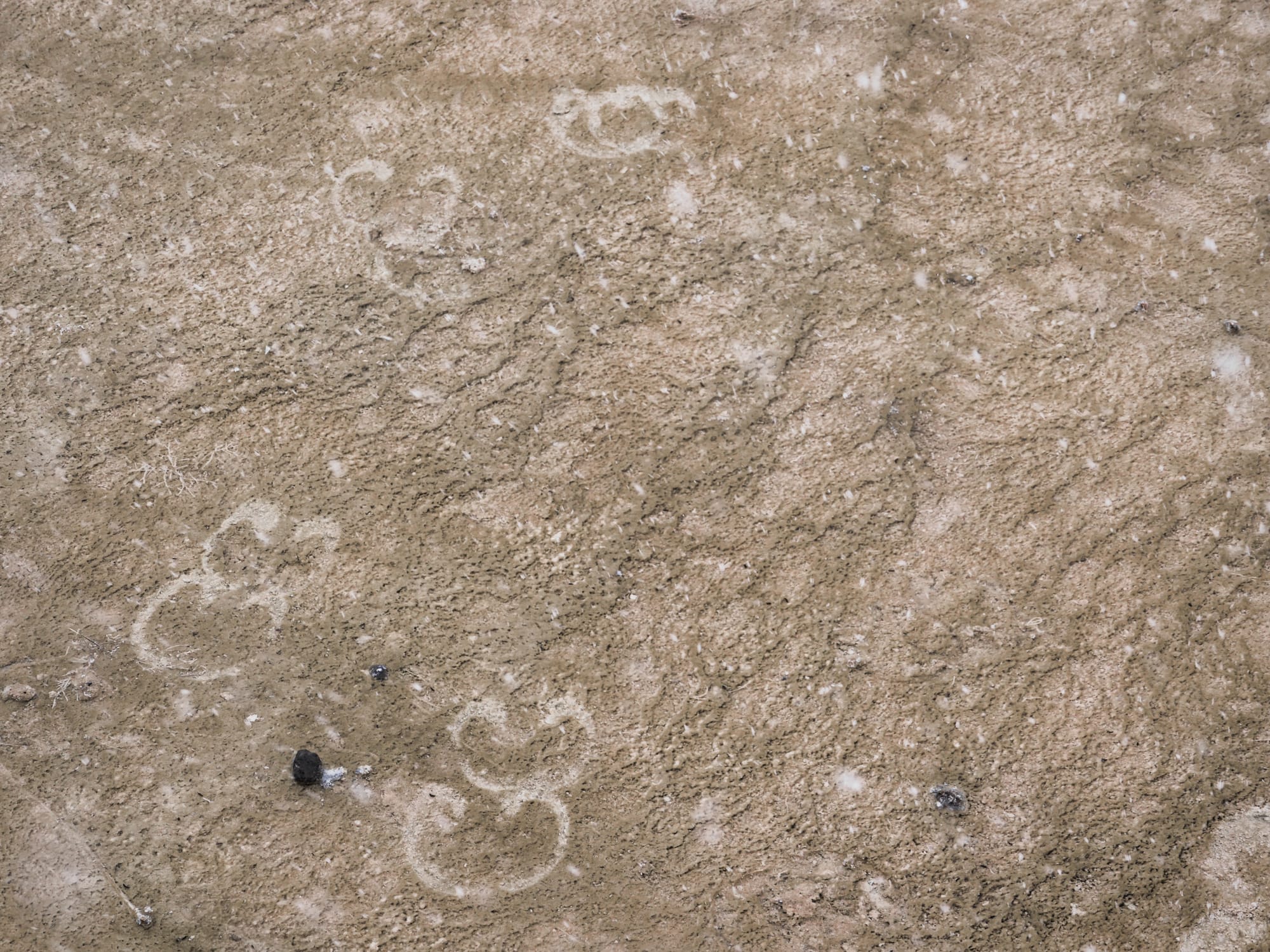 Photo by Author — Moose prints in the Fountain Paint Pots, Yellowstone National Park