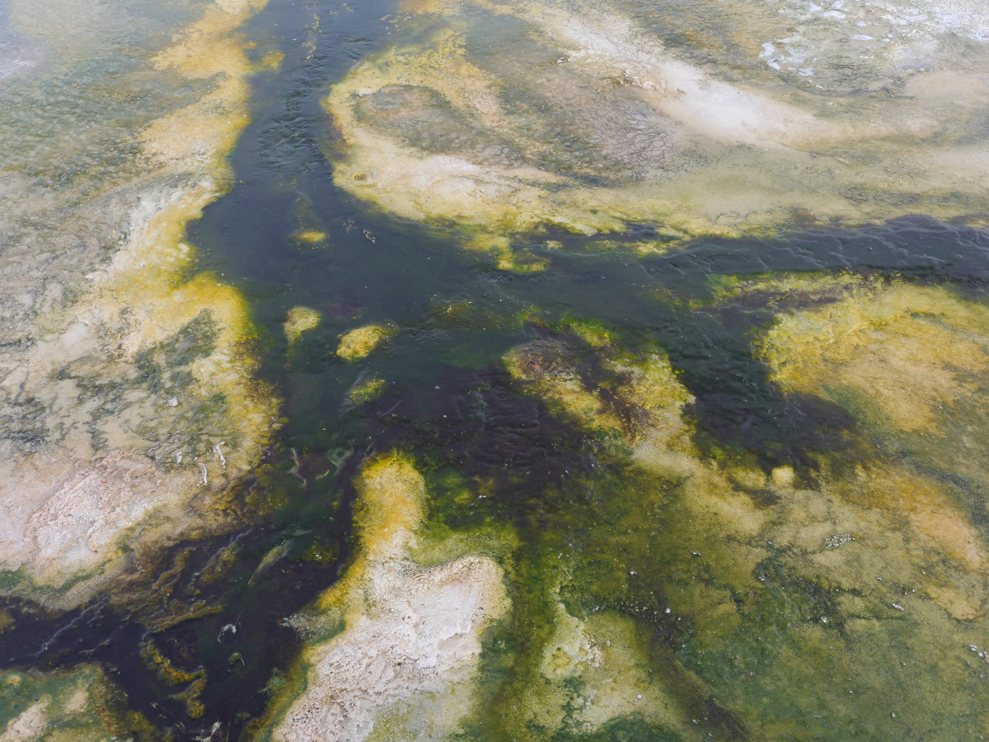 Photo by Author — snowshoe tour of the Upper Geyser Basin