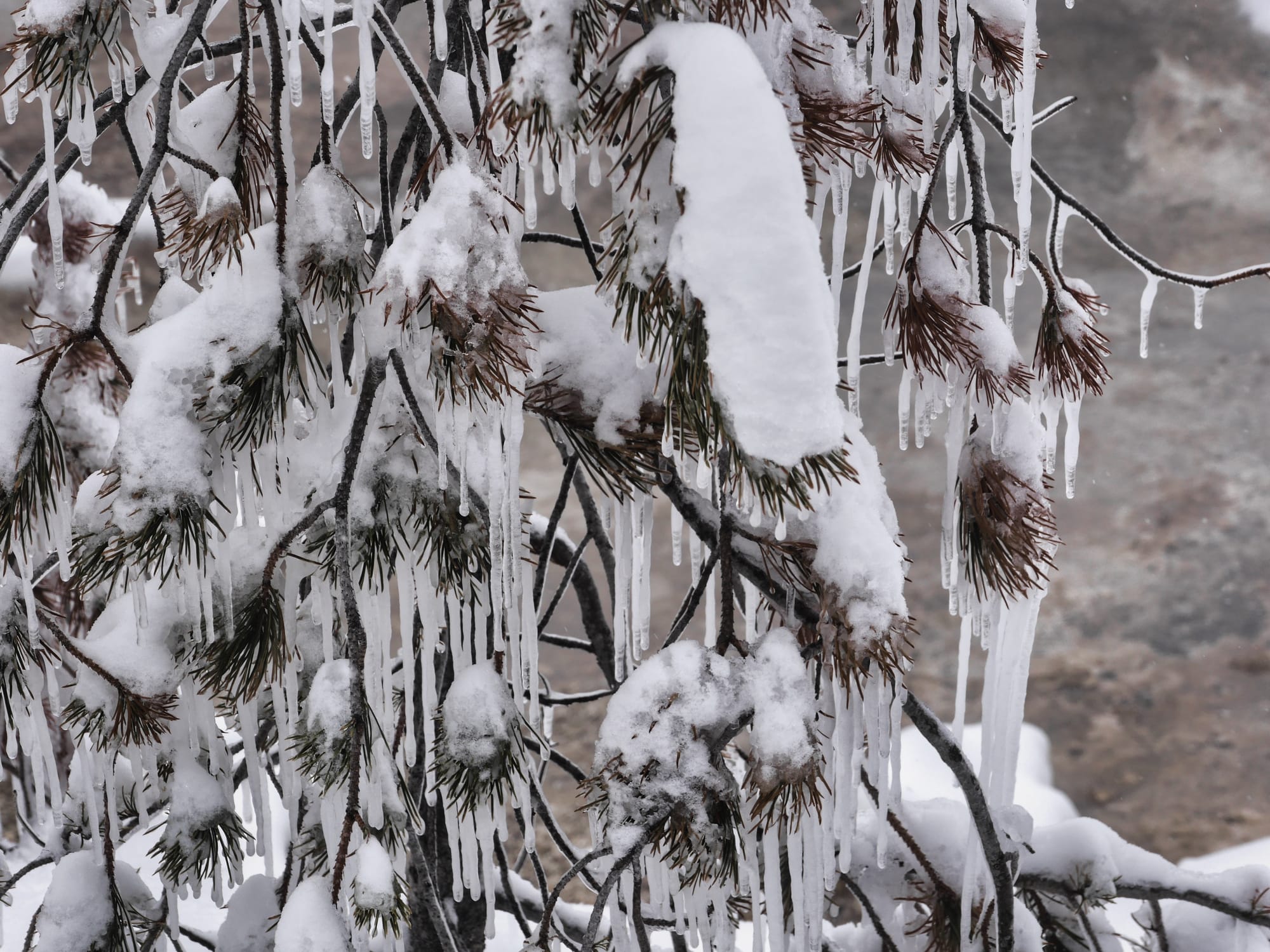 Photo by Author — snowshoe tour of the Upper Geyser Basin