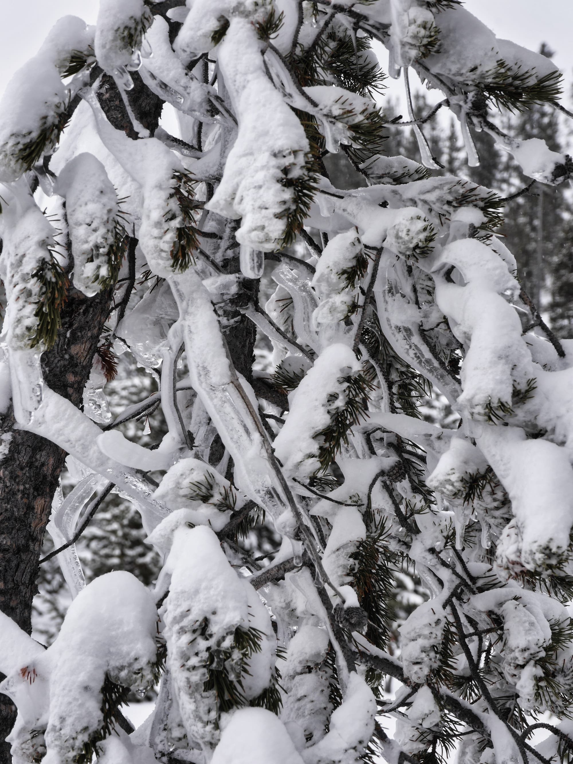 Photo by Author — snowshoe tour of the Upper Geyser Basin