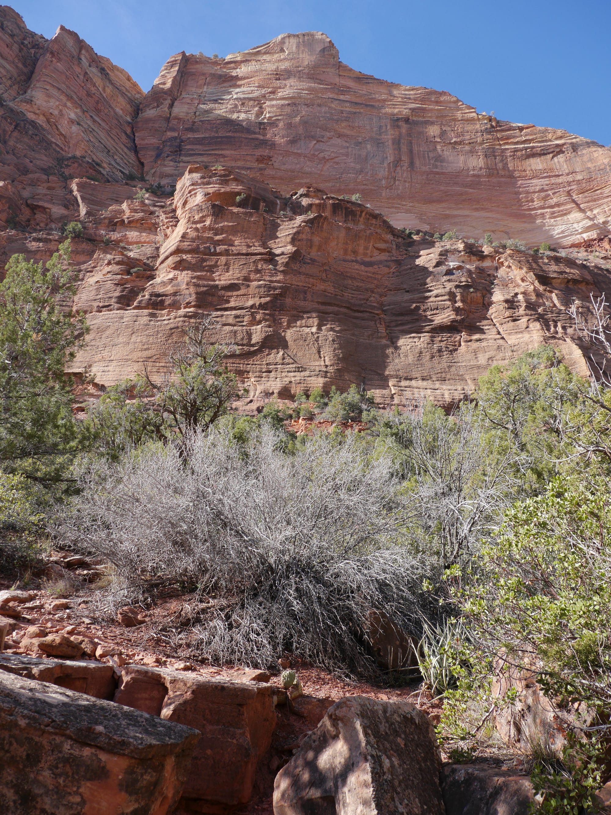 Photo by Author — The Grotto and Emerald Pools Trail, Zion National Park, Utah