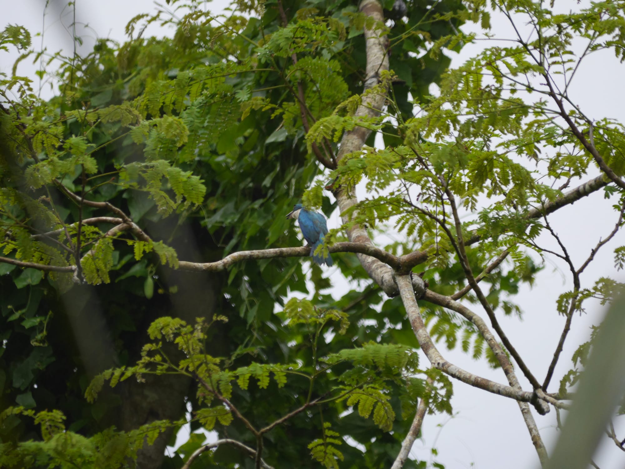 Photo by Author — possibly a Collared Kingfisher (Todirhamphus chloris) — Admiralty Park, Woodlands, Singapore