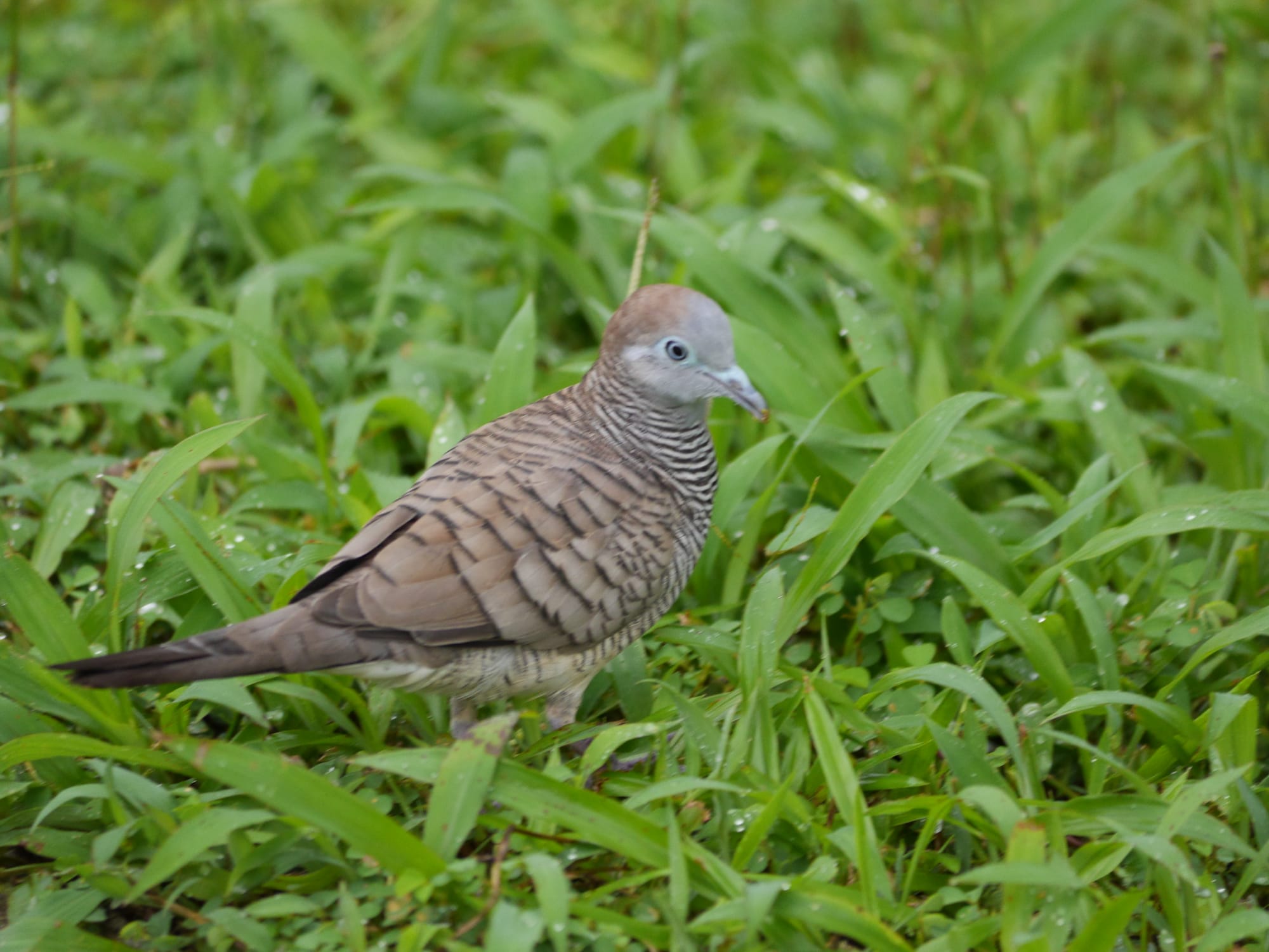 Photo by Author — Zebra dove (Geopelia striata) — Admiralty Park, Woodlands, Singapore