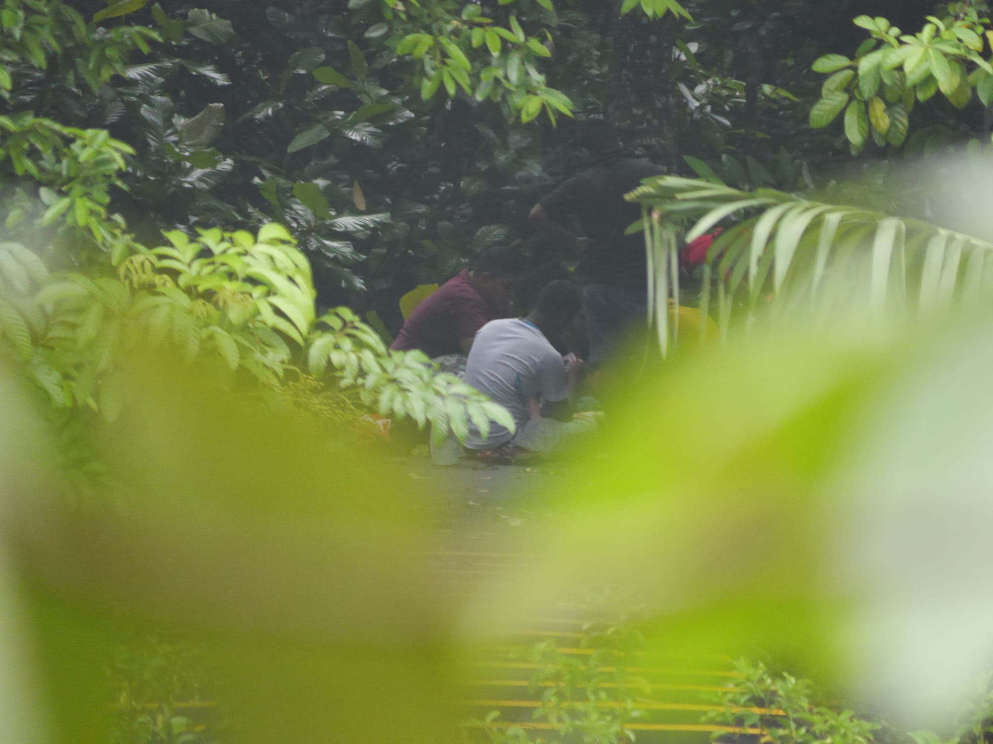 Photo by Author — something going on in the bushes — Admiralty Park, Woodlands, Singapore