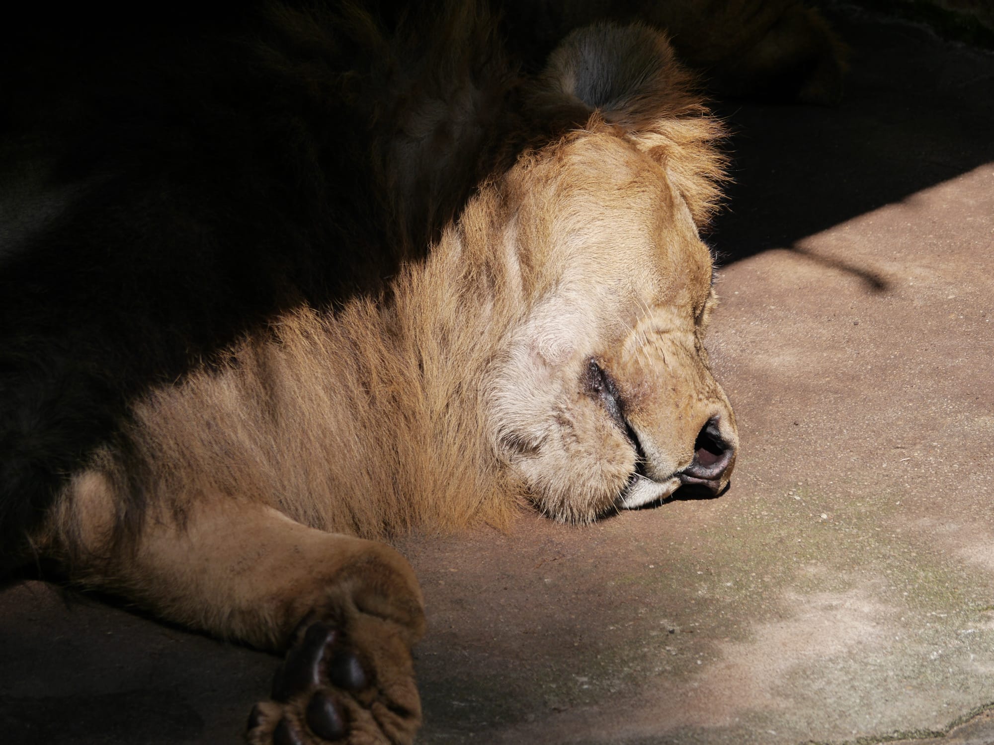 Photo by Author — lions— The Zoo, Johor Bahru, Johor, Malaysia