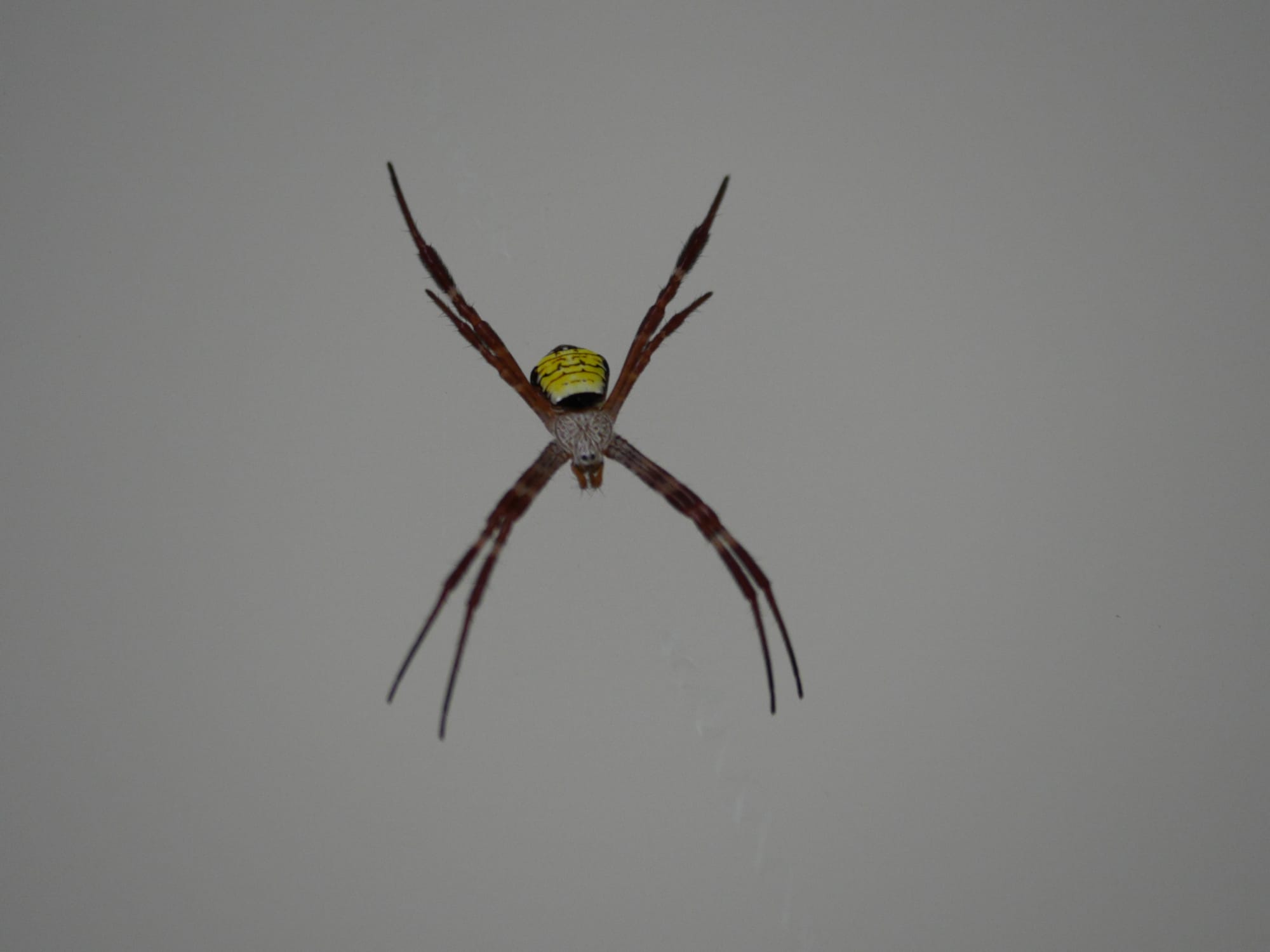 Photo by Author — St Andrew's Cross Spiders (Argiope spp.) — Sungei Buloh Wetland Reserve, Singapore