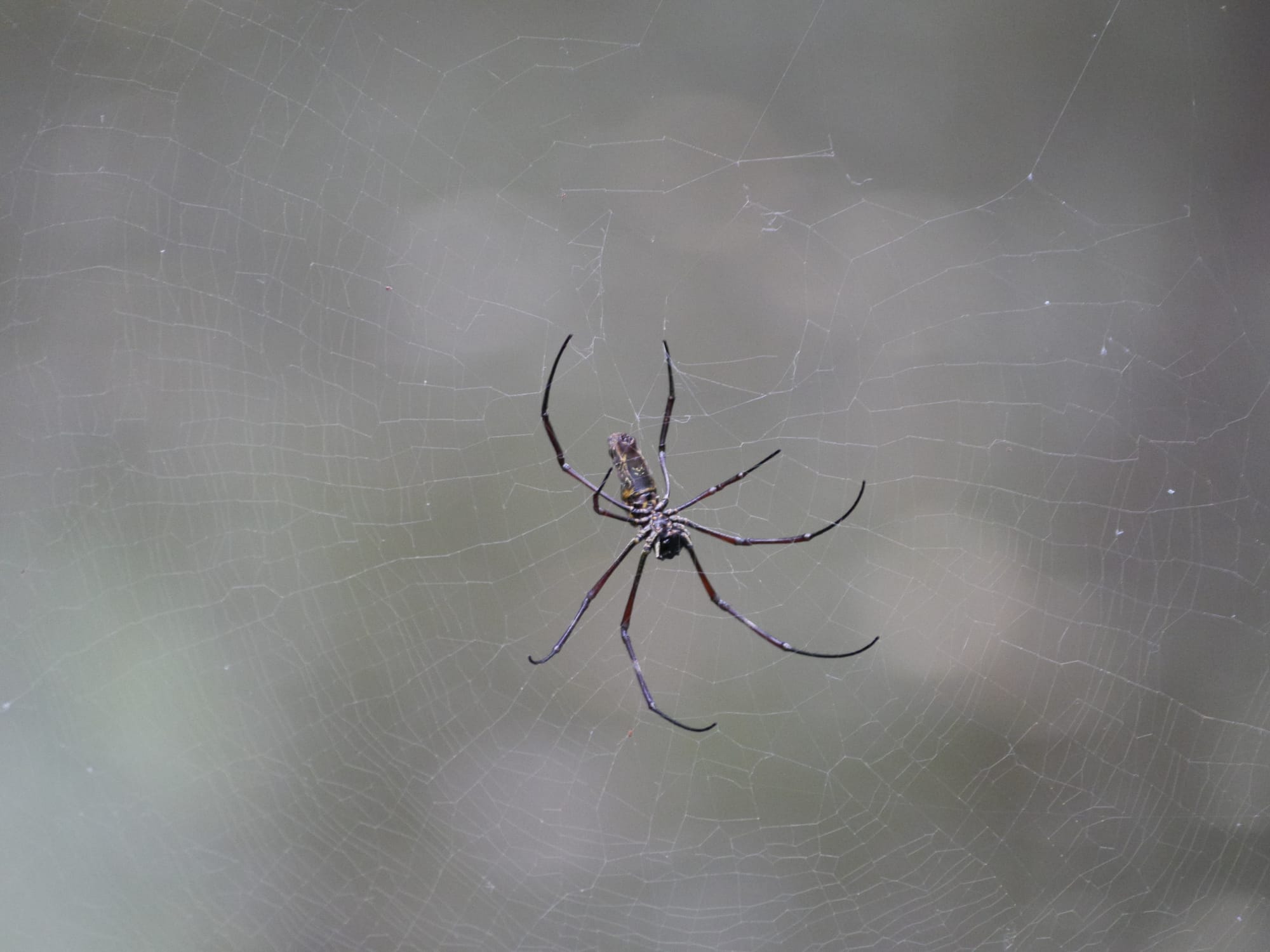 Photo by Author — Golden Orb Spider (Nephila pilipes) — Sungei Buloh Wetland Reserve, Singapore