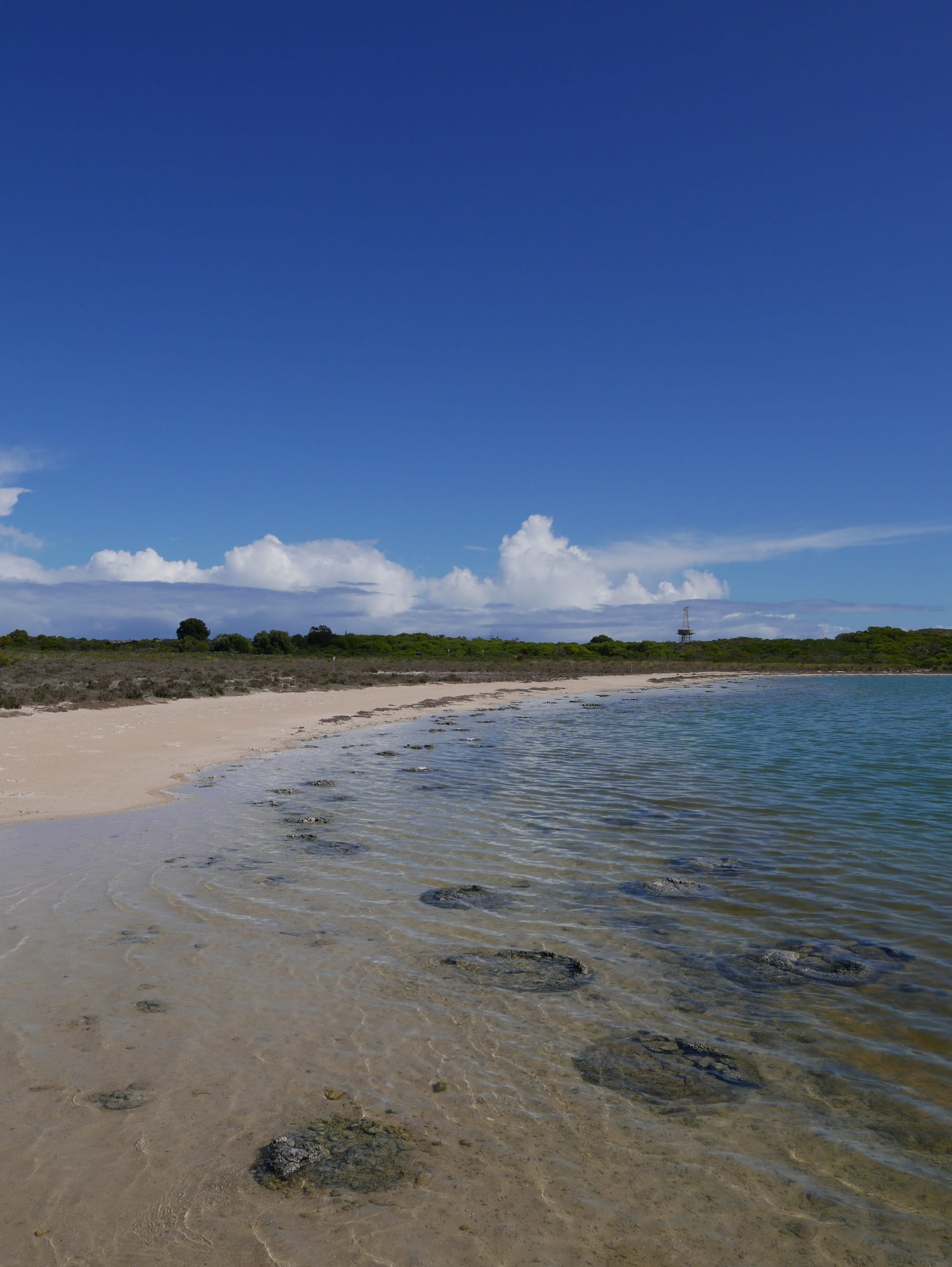 Photo by Author — Stromatolites at Lake Thetis, Cervantes, WA 6511, Australia