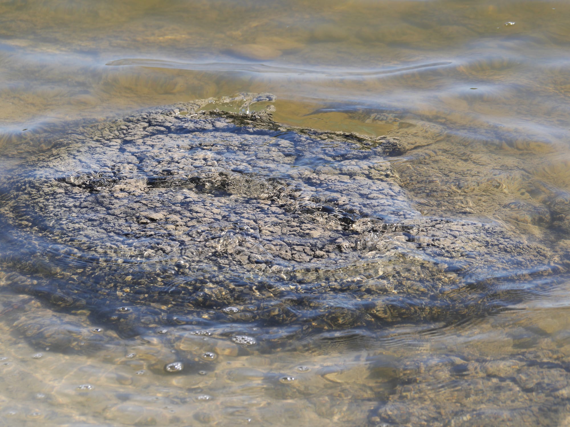 Photo by Author — Stromatolites and Thrombolites at Lake Thetis, Cervantes, WA 6511, Australia