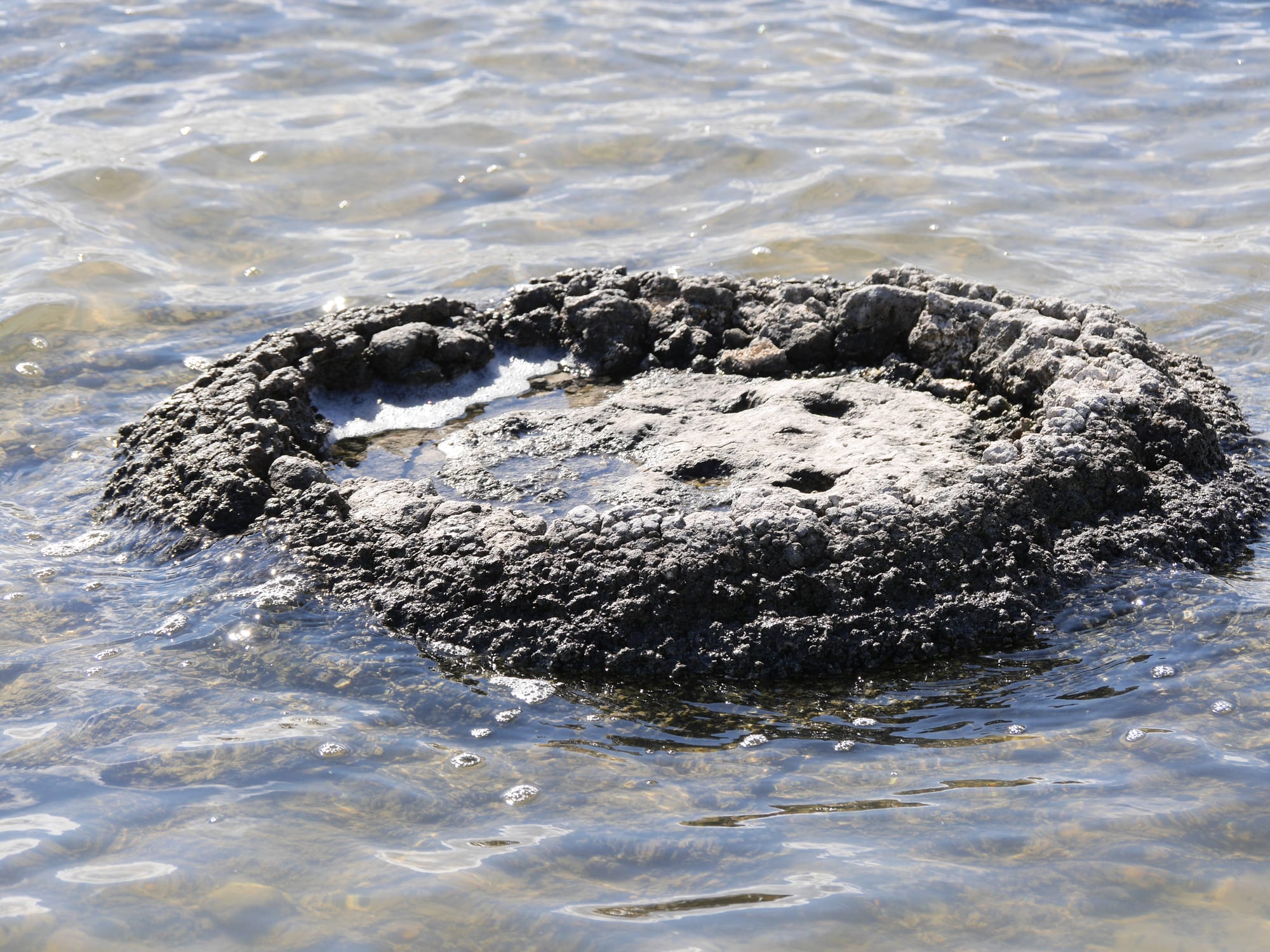 Photo by Author — Stromatolites and Thrombolites at Lake Thetis, Cervantes, WA 6511, Australia
