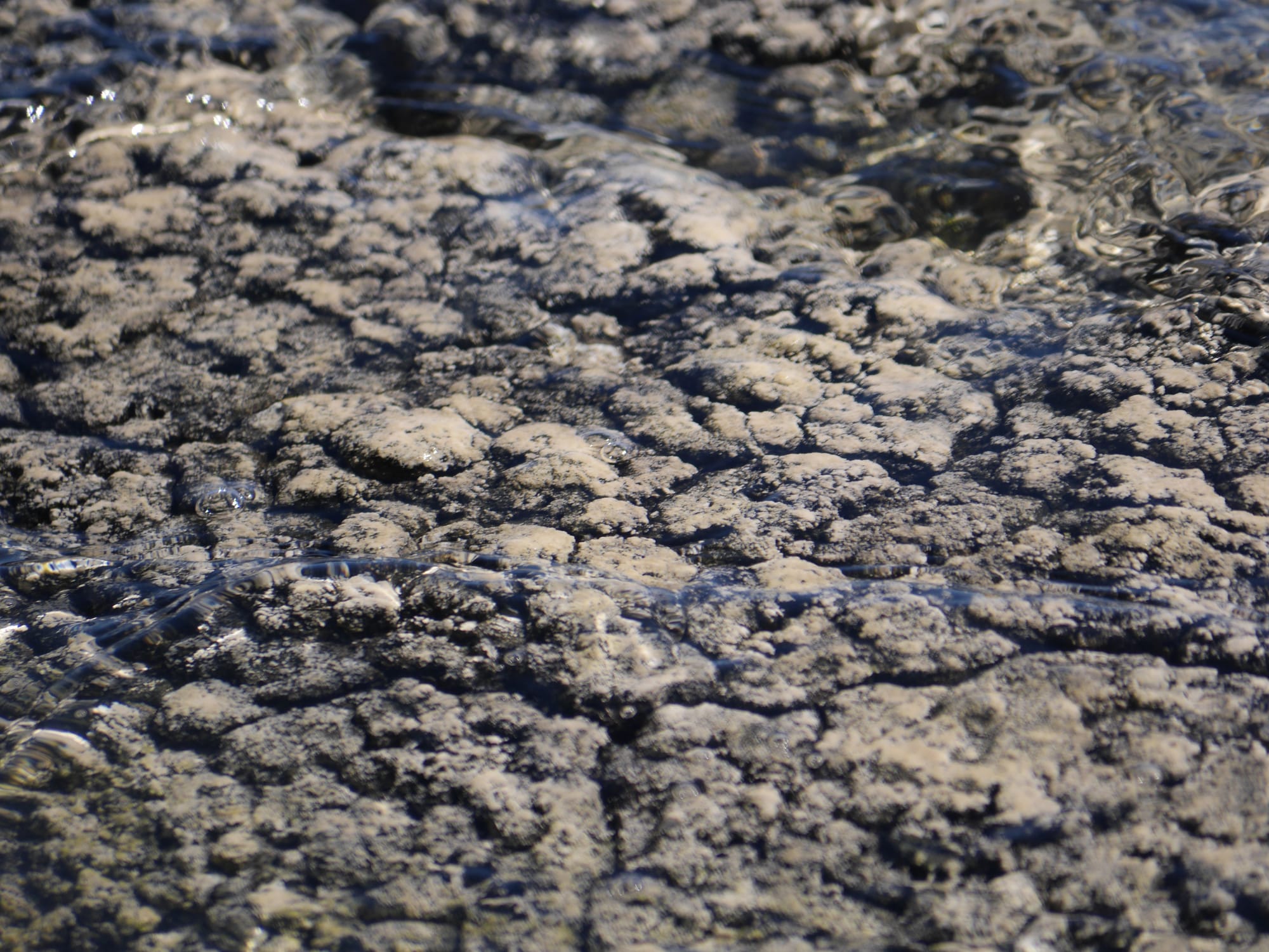 Photo by Author — Stromatolites and Thrombolites at Lake Thetis, Cervantes, WA 6511, Australia