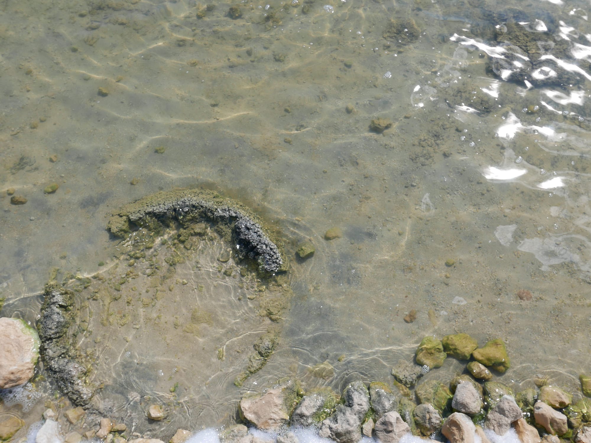 Photo by Author — Stromatolites at Lake Thetis, Cervantes, WA 6511, Australia