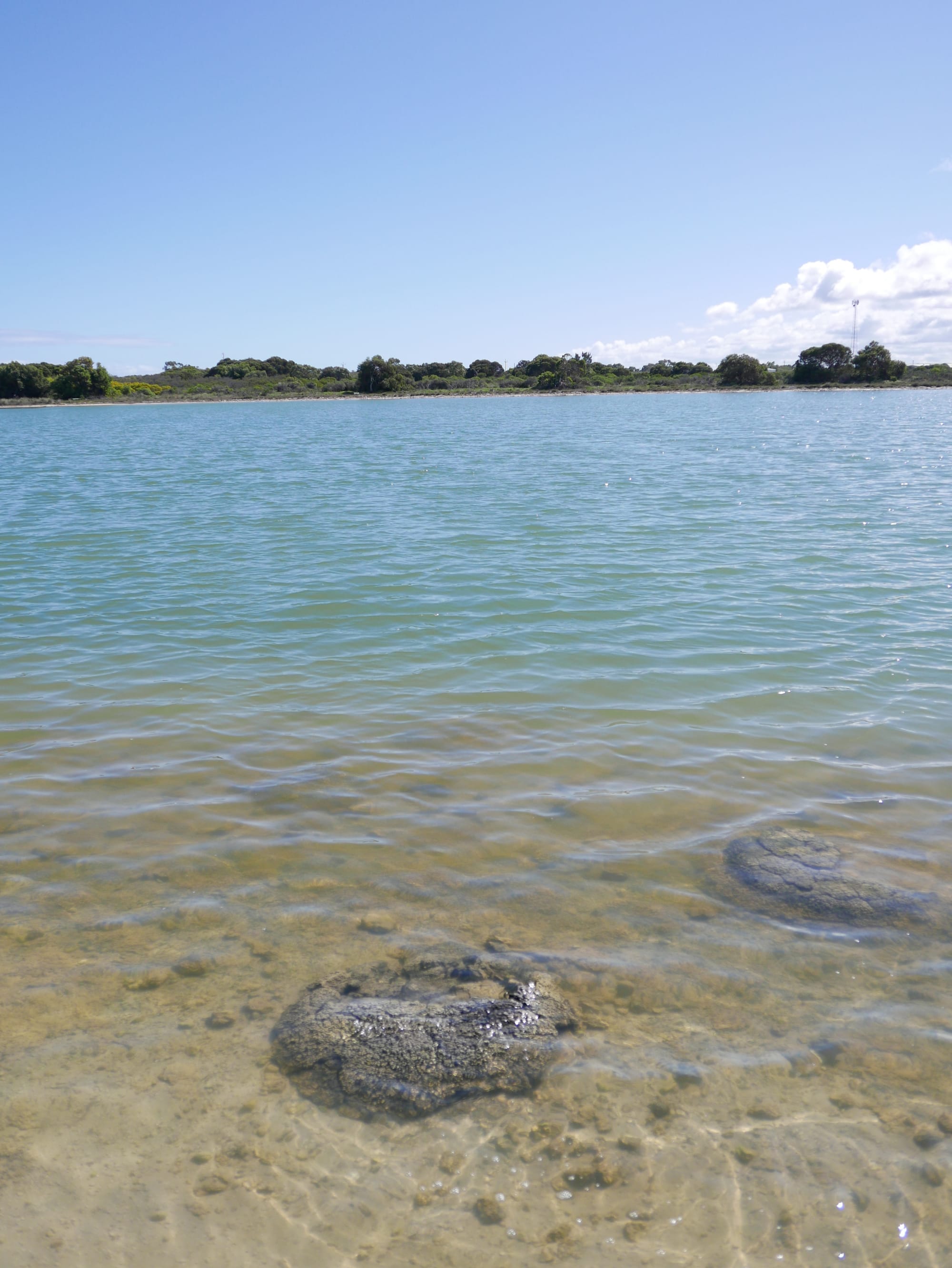 Photo by Author — Stromatolites at Lake Thetis, Cervantes, WA 6511, Australia