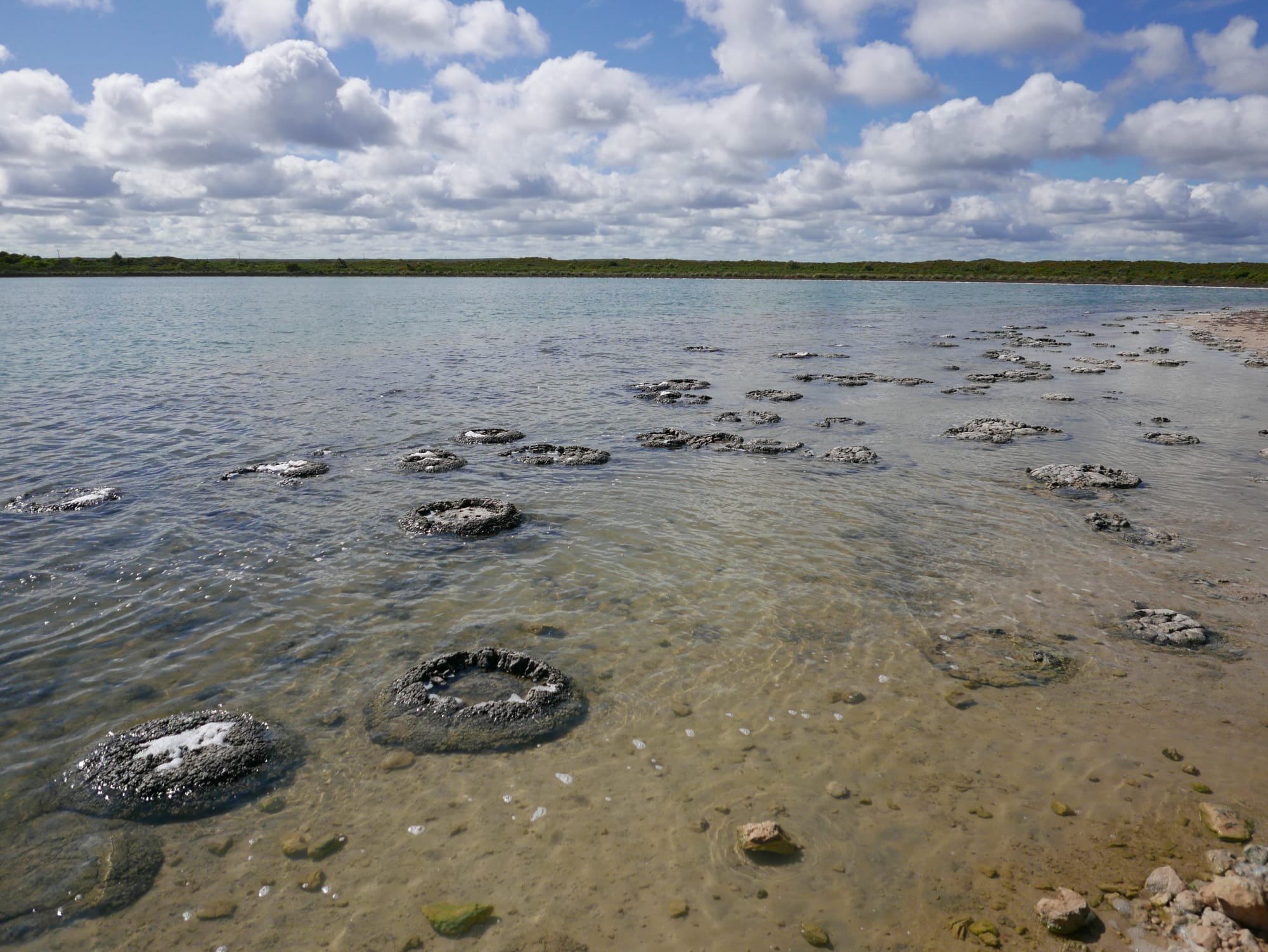 Photo by Author — Stromatolites at Lake Thetis, Cervantes, WA 6511, Australia