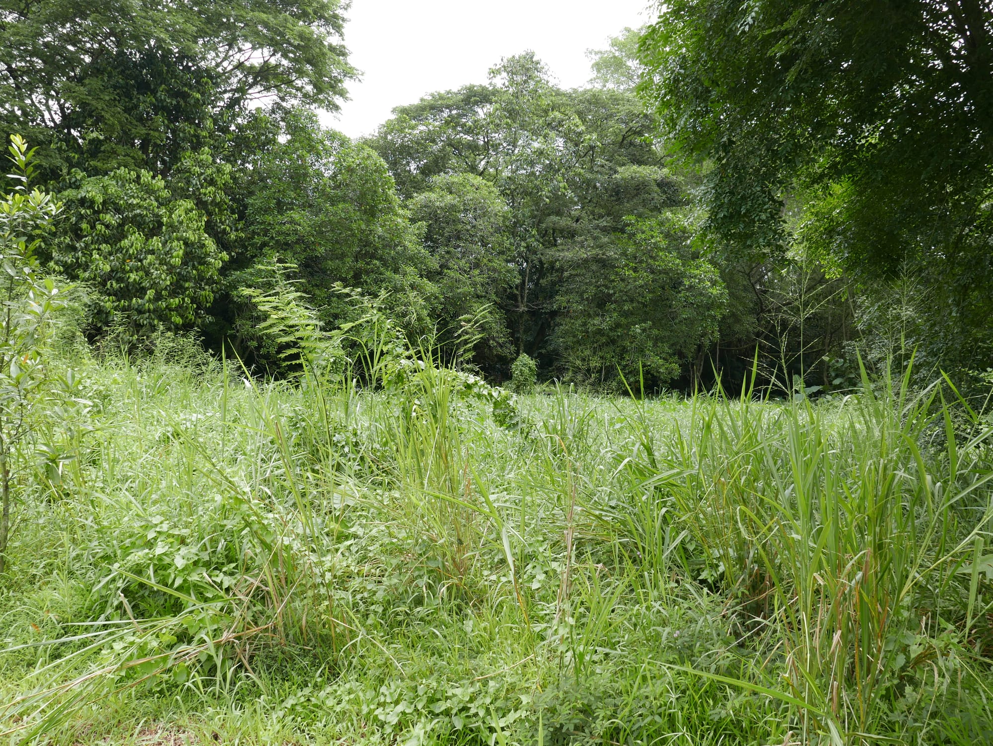 Photo by Author — exploring Sungei Buloh Wetland Reserve, Singapore