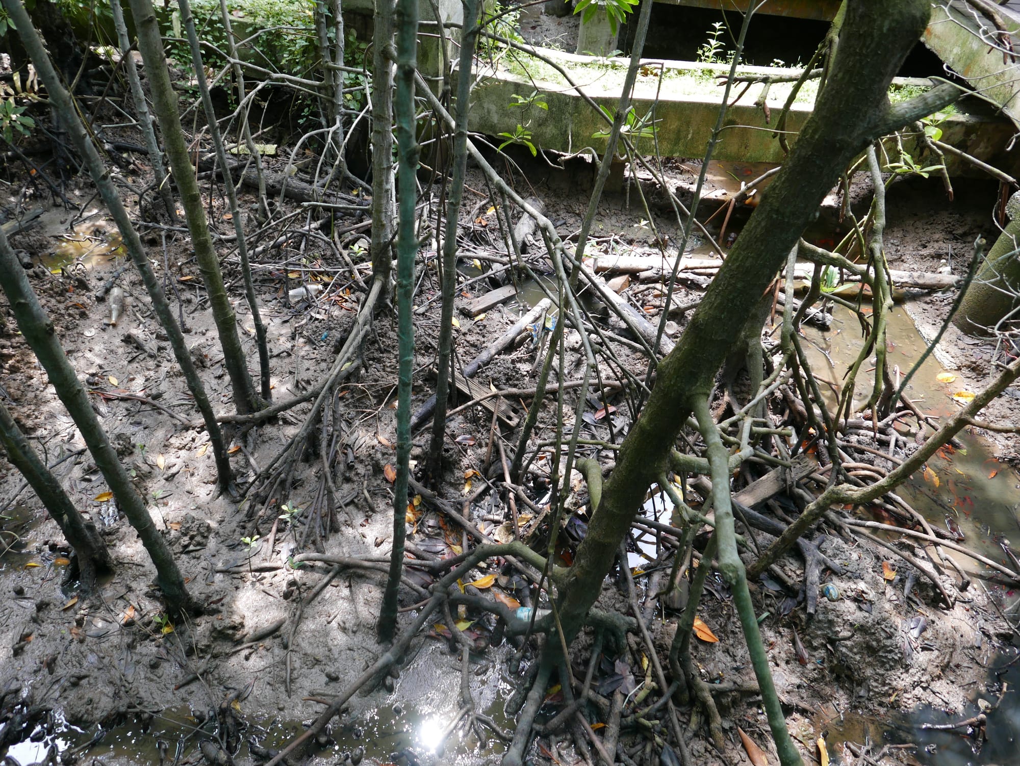 Photo by Author — mangrove swamp — Tanjung Piai National Park