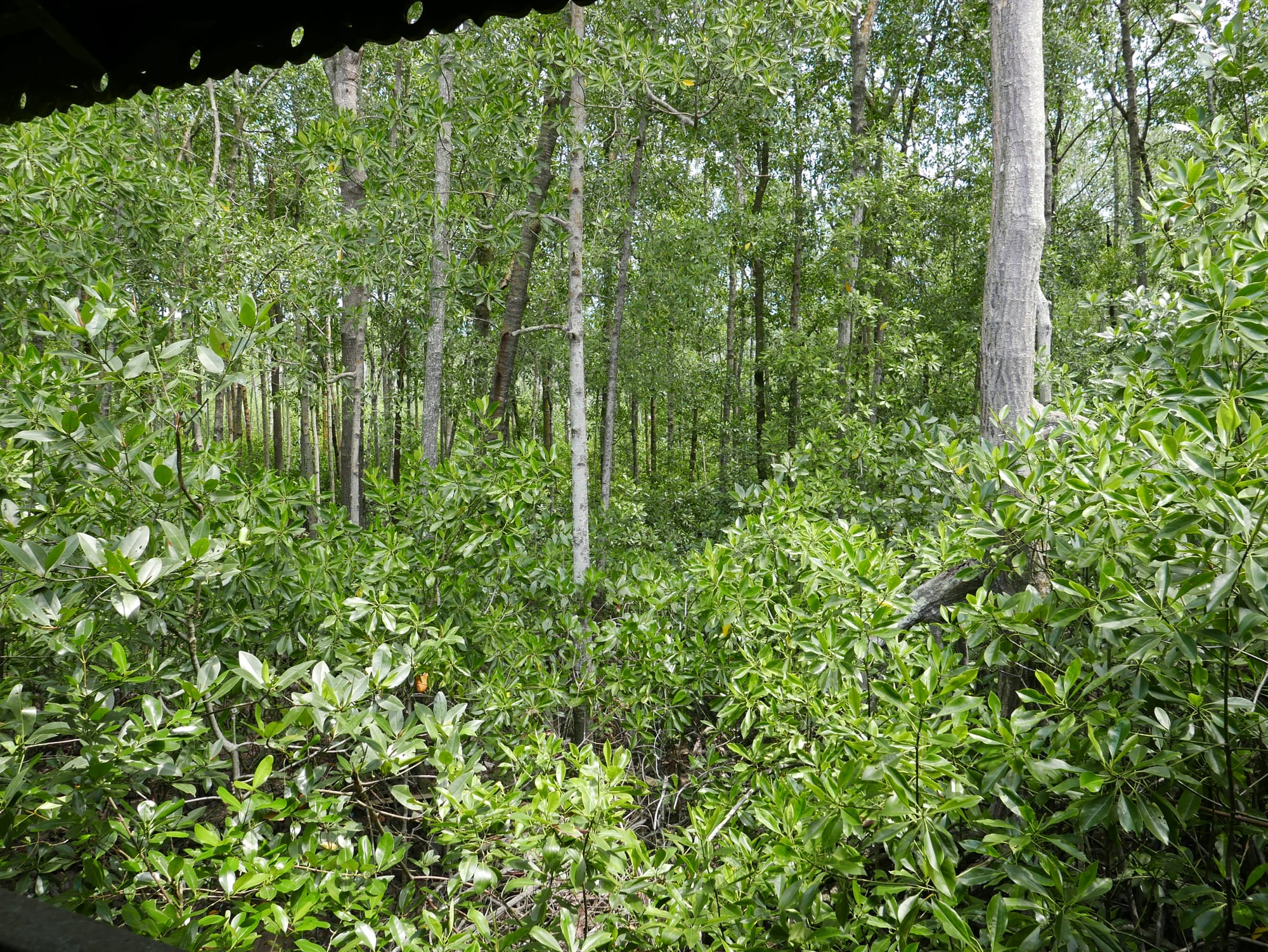 Photo by Author — Tanjung Piai National Park
