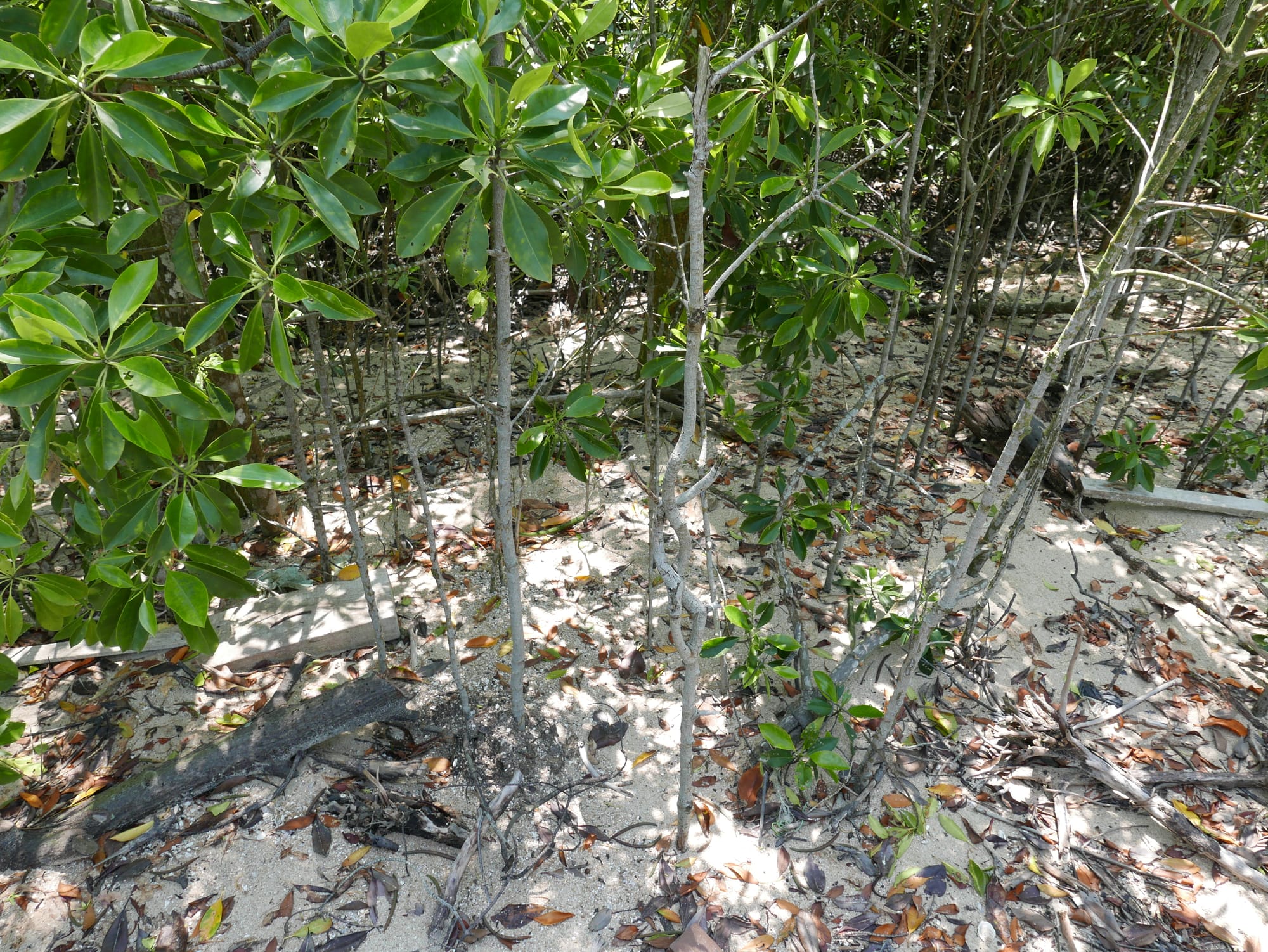 Photo by Author — sand from ruptured coastal protection sandbags — Tanjung Piai National Park