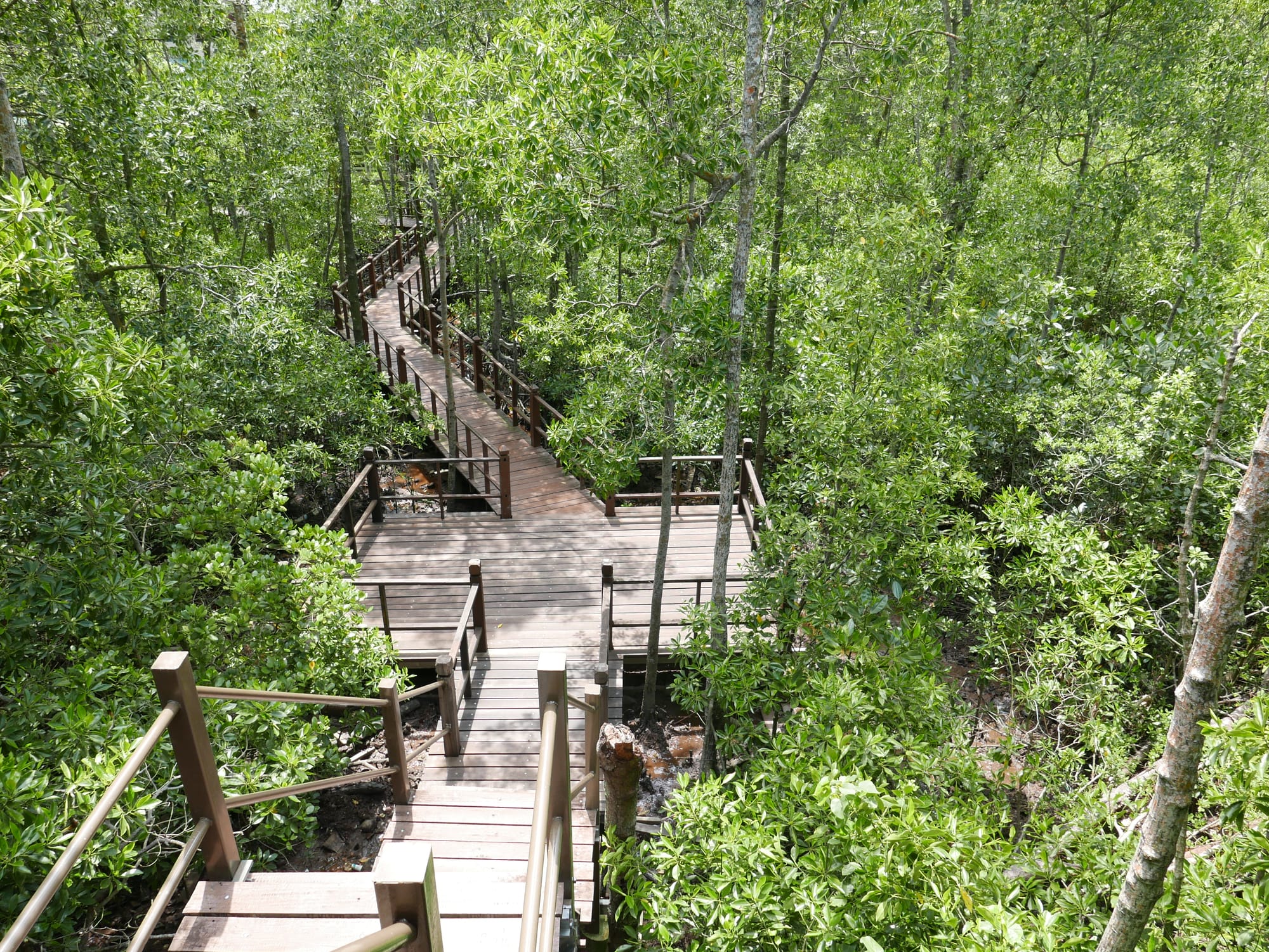 Photo by Author — Tanjung Piai National Park