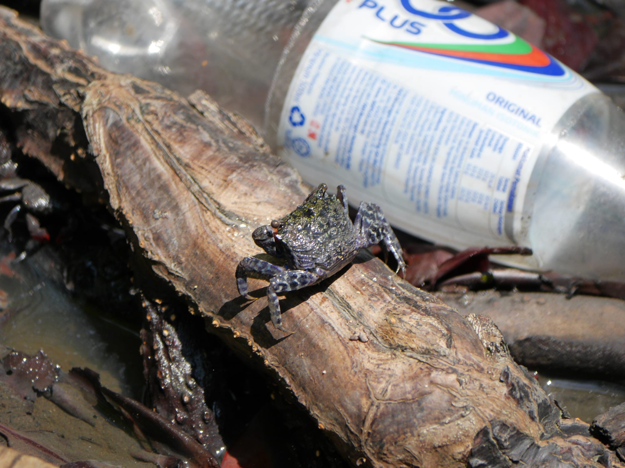 Photo by Author — crab and pollution — Tanjung Piai National Park