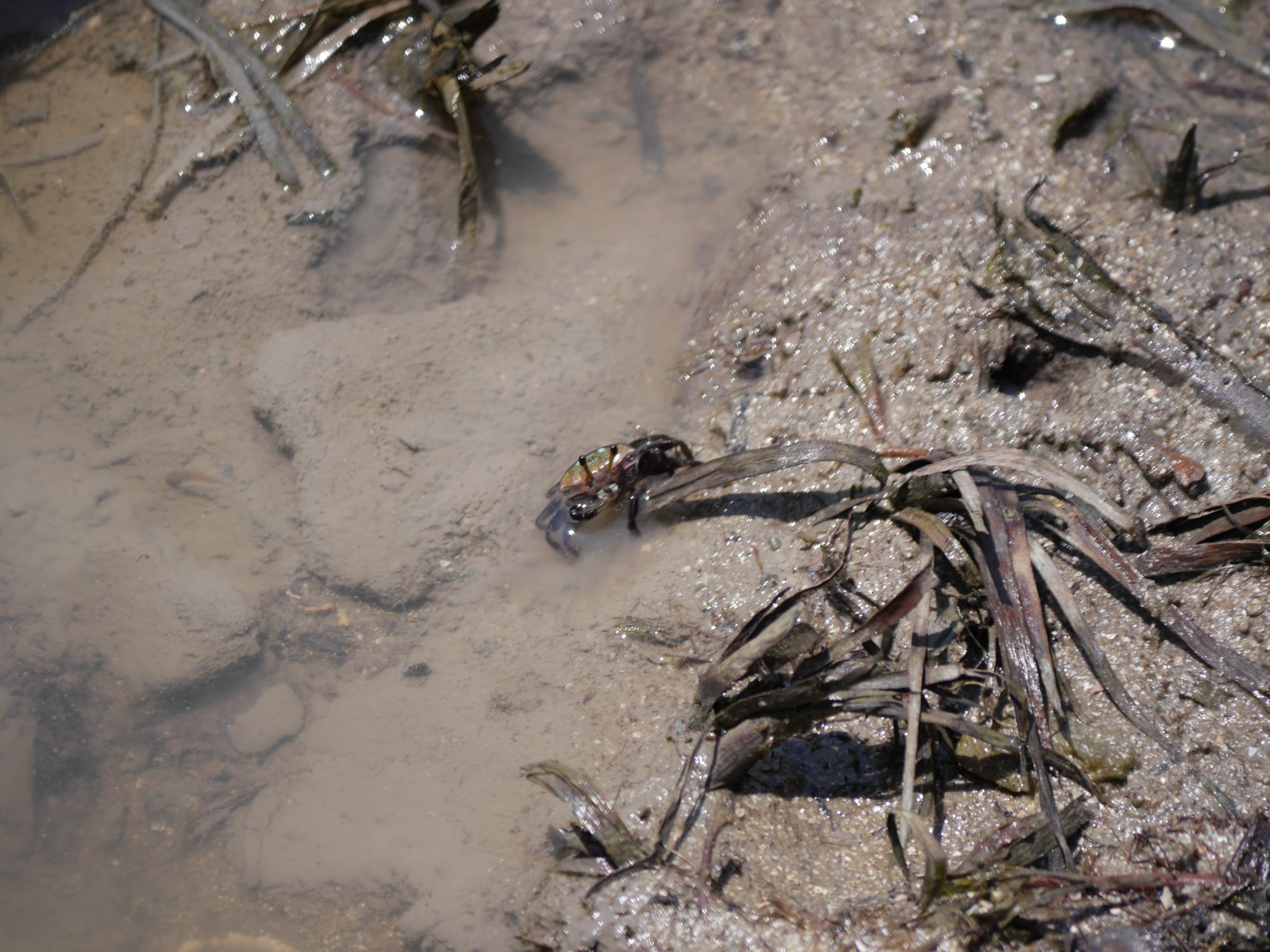 Photo by Author — crab — Tanjung Piai National Park
