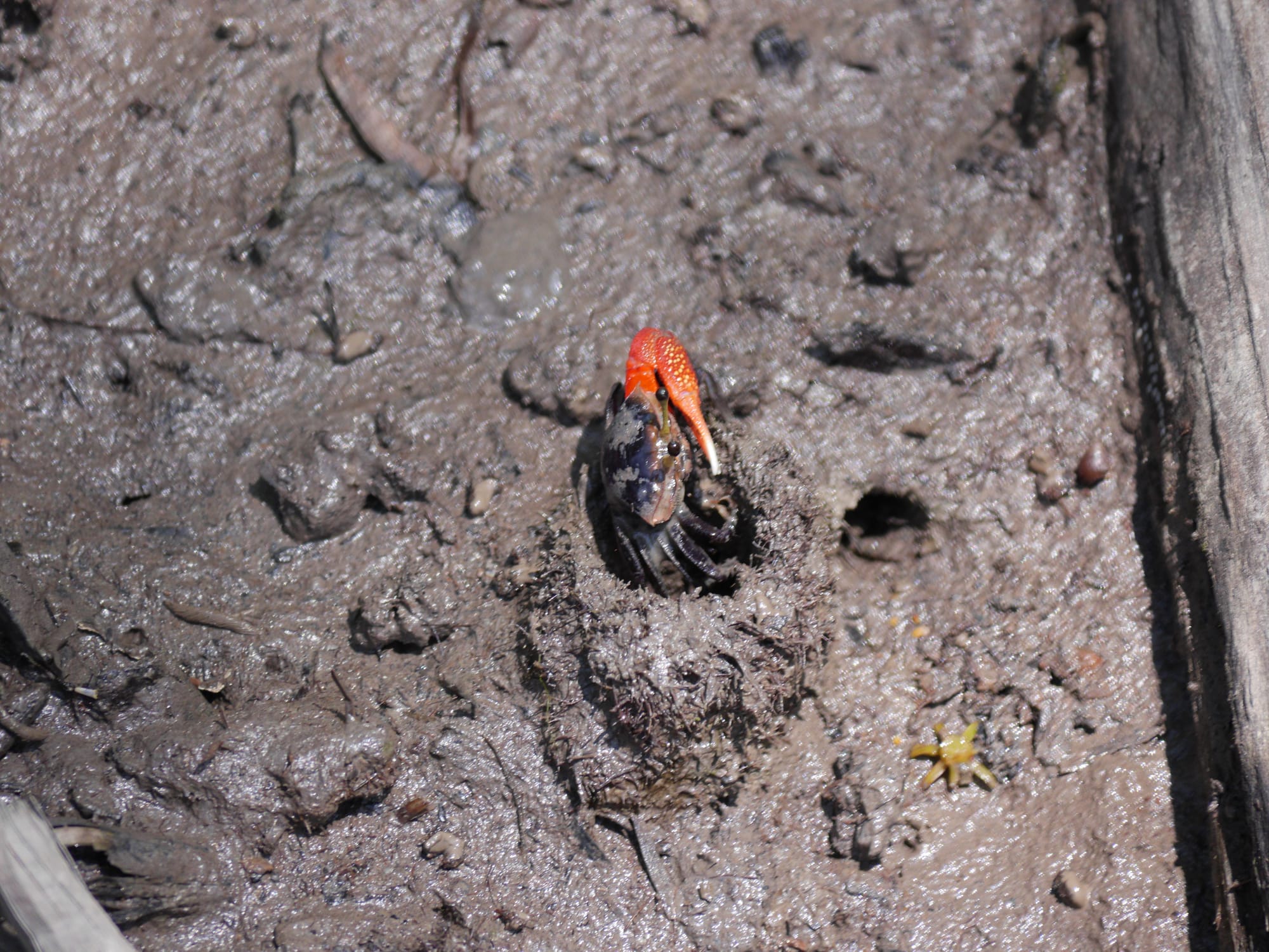 Photo by Author — Fidler Crab — Tanjung Piai National Park