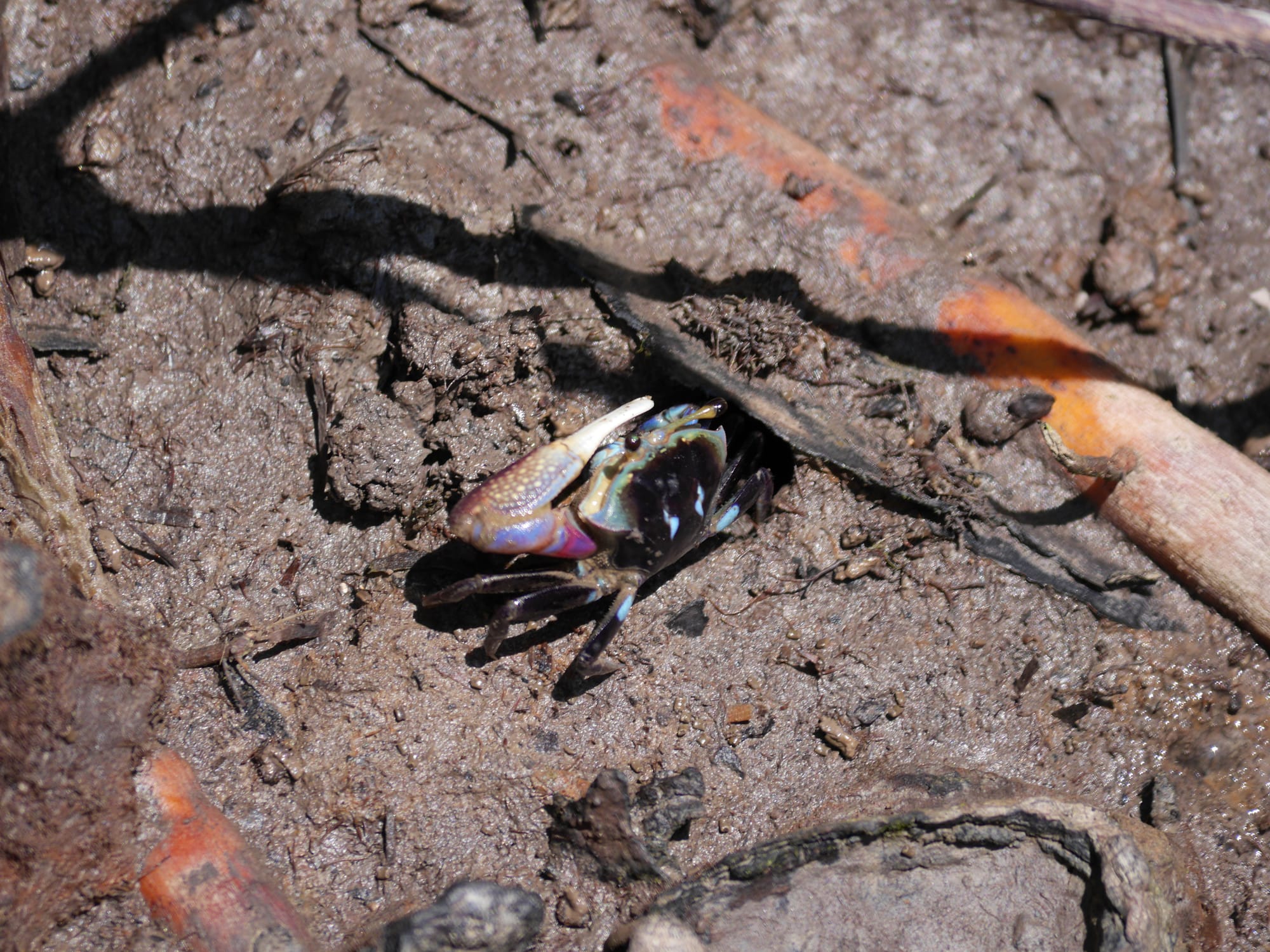 Photo by Author — Fidler Crab — Tanjung Piai National Park