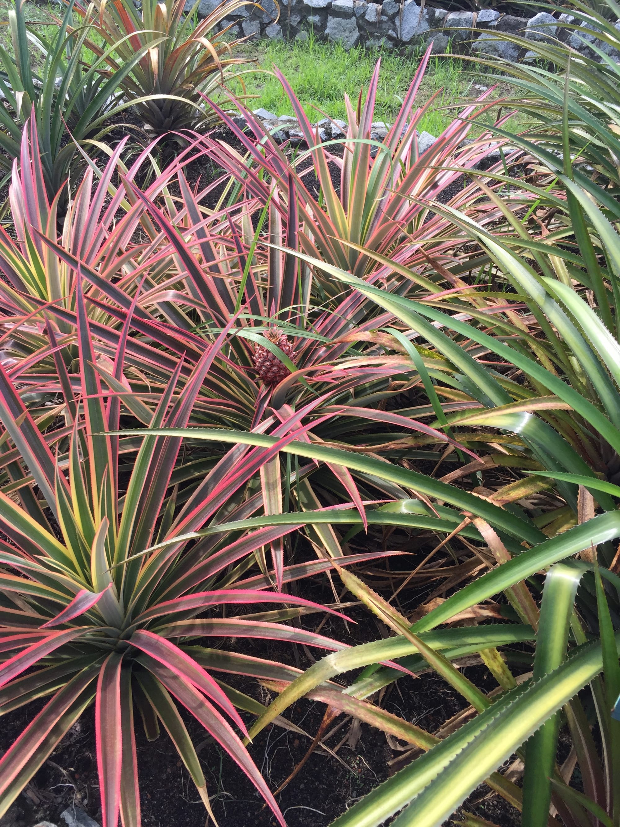 Photo by Author — pineapple garden — Muzium Nanas (Pineapple Museum), Johor, Malaysia