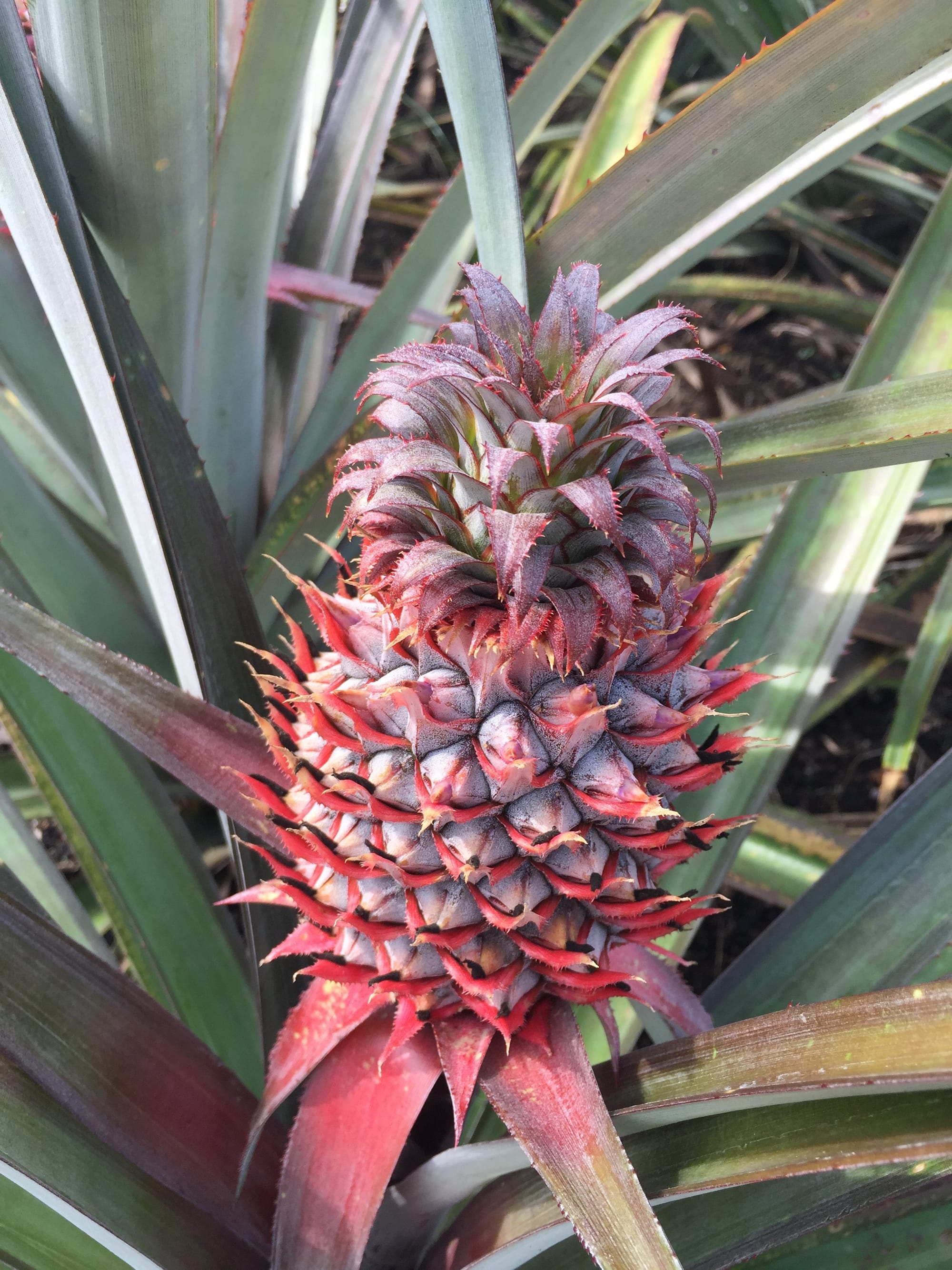 Photo by Author — pineapple garden — Muzium Nanas (Pineapple Museum), Johor, Malaysia