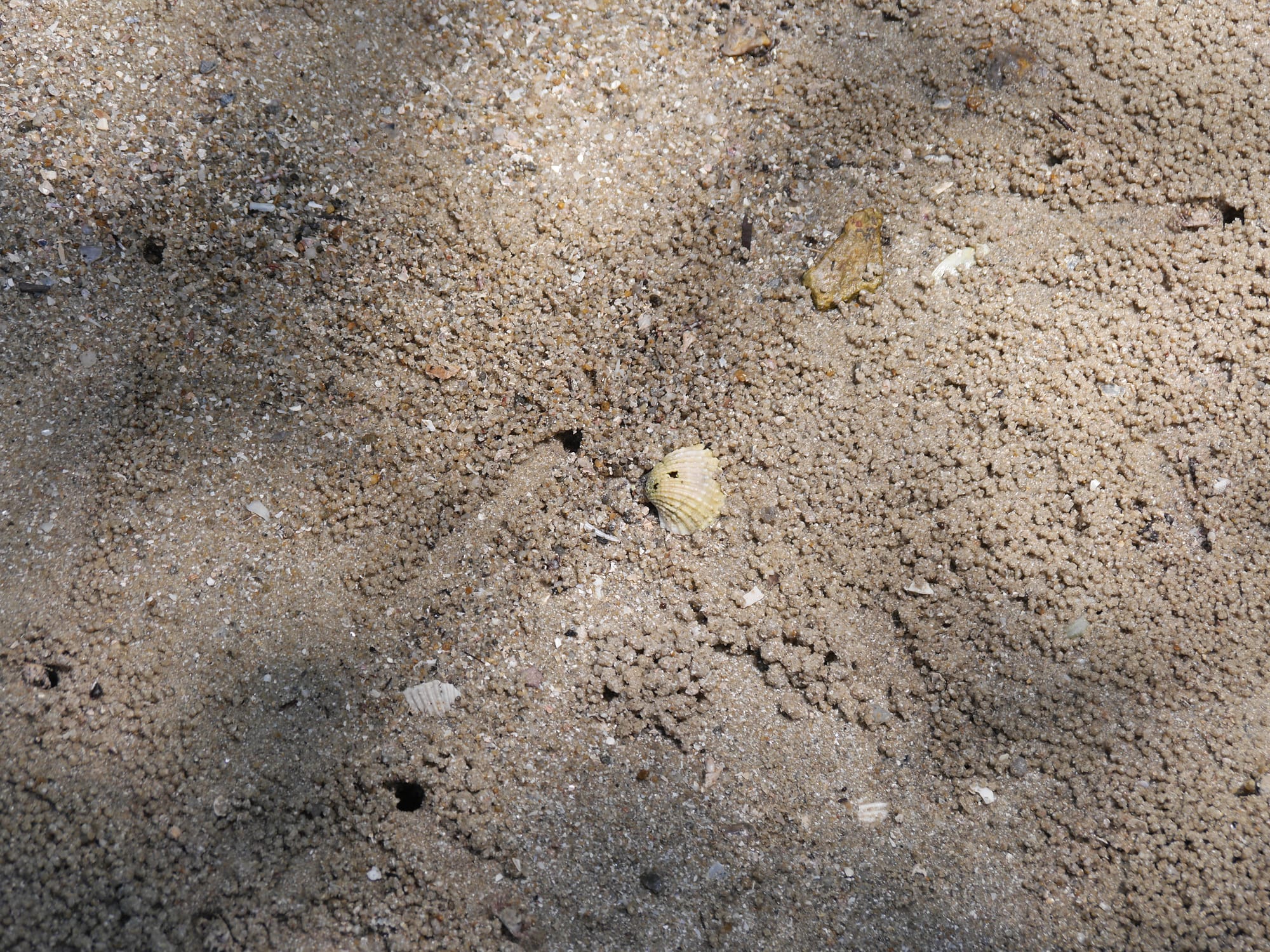 Photo by Author — crab activity — Tanjung Piai National Park