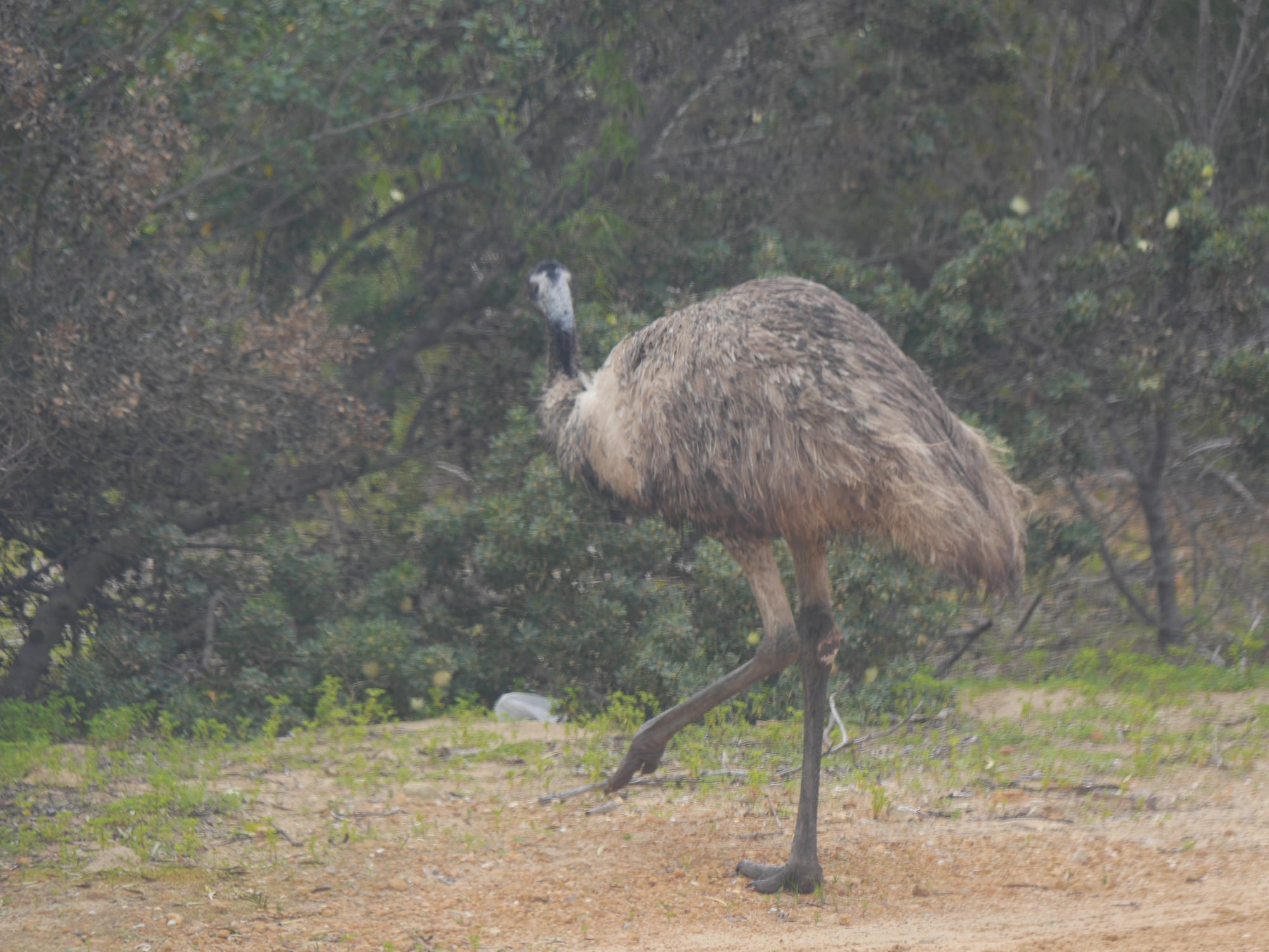 Photo by Author — Emu (Dromaius novaehollandiae)