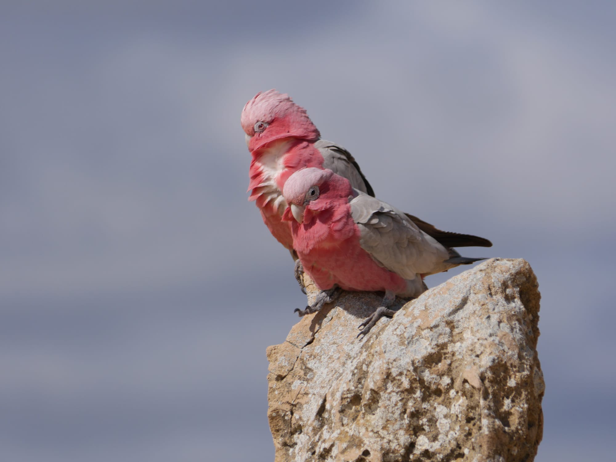Photo by Author — Galahs (Eolophus roseicapilla)