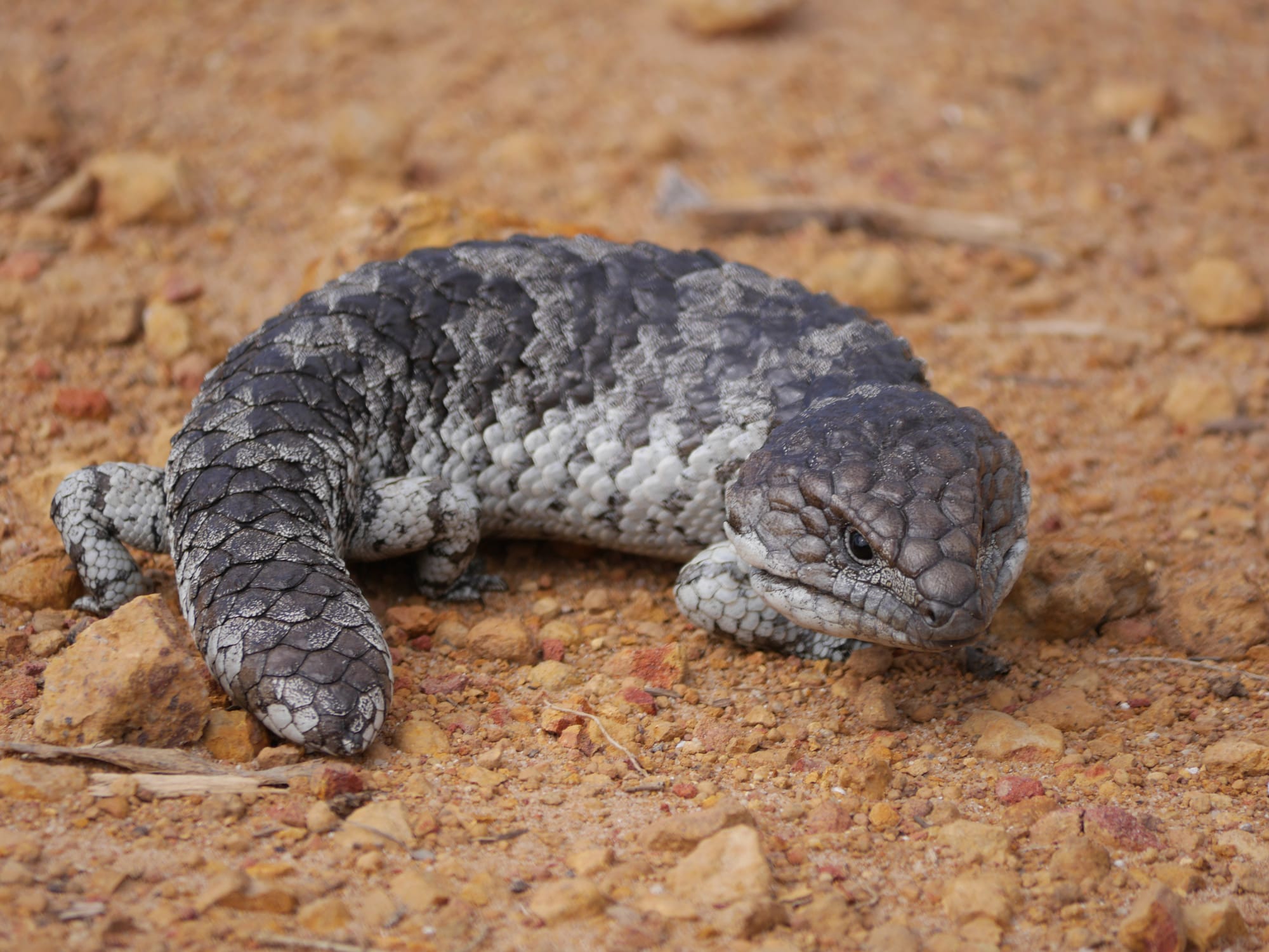 Photo by Author — Tiliqua rugosa - Bobtail or Western Shingleback Skink