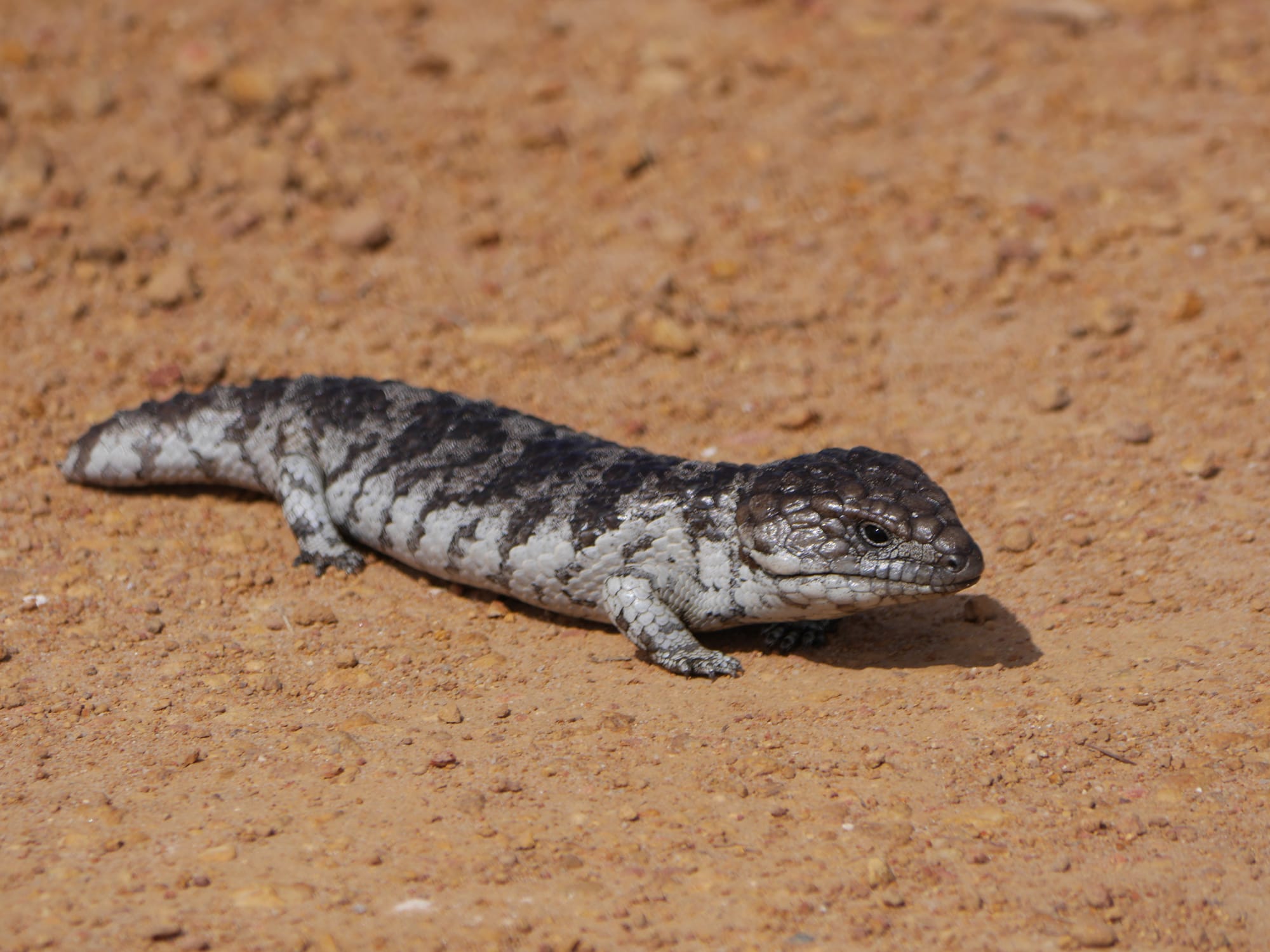 Photo by Author — Tiliqua rugosa - Bobtail or Western Shingleback Skink