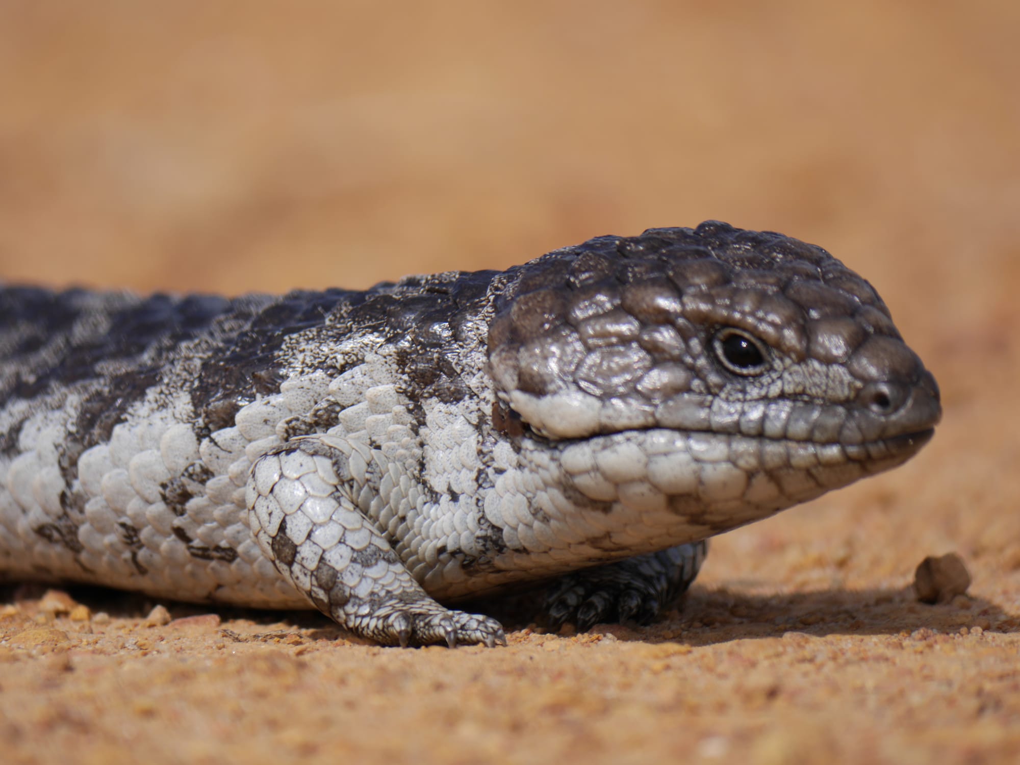 Photo by Author — Tiliqua rugosa - Bobtail or Western Shingleback Skink