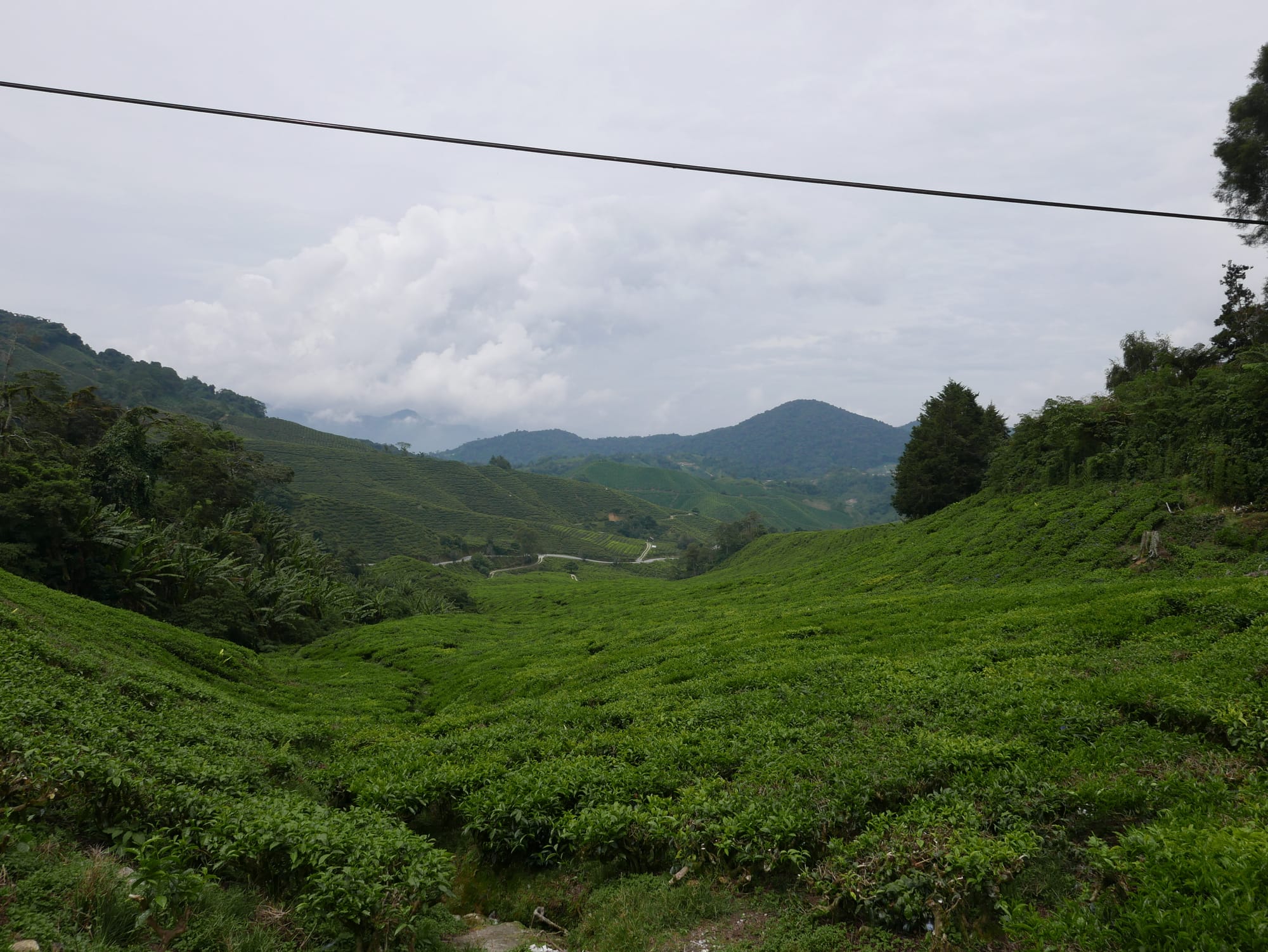 Photo by Author — BOH Sungei Palas Tea Centre, Cameron Highlands, Malaysia
