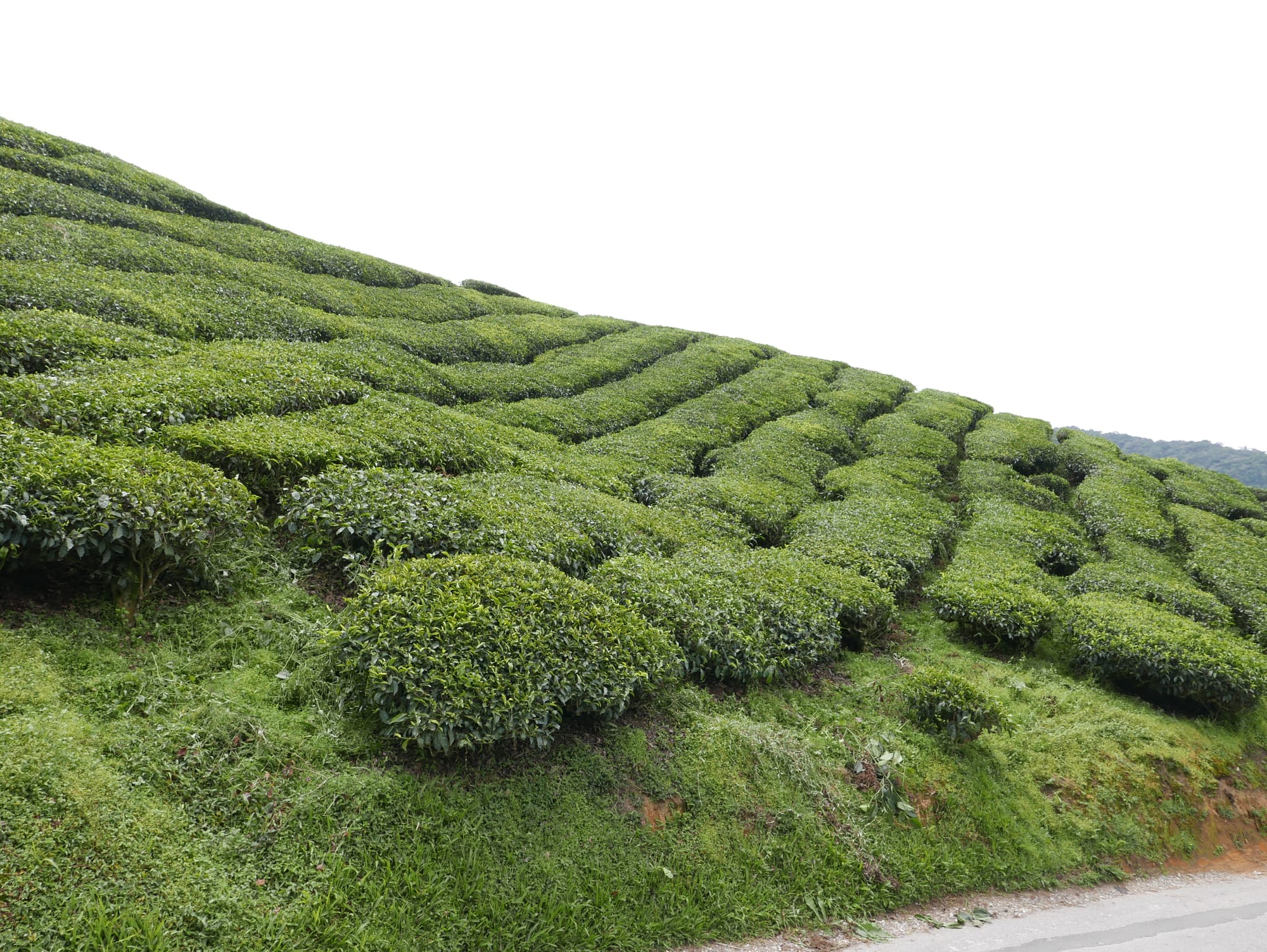 Photo by Author — tea plants — BOH Sungei Palas Tea Centre, Cameron Highlands, Malaysia
