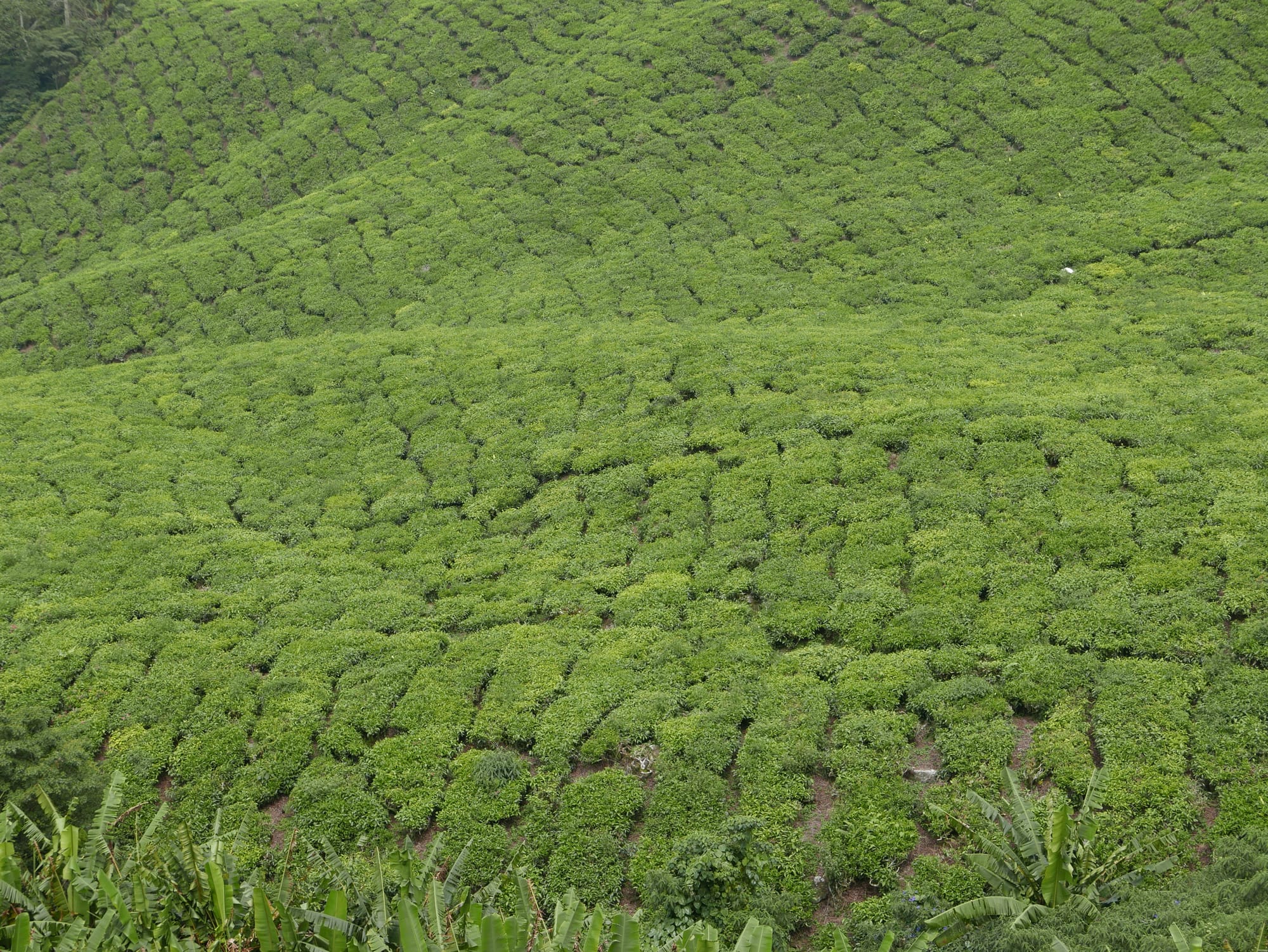 Photo by Author — tea plantation — BOH Sungei Palas Tea Centre, Cameron Highlands, Malaysia