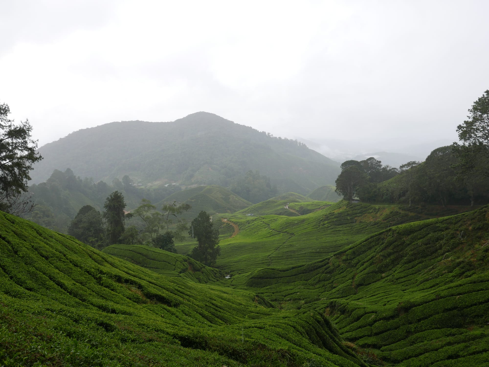 Photo by Author — BOH Sungei Palas Tea Centre, Cameron Highlands, Malaysia