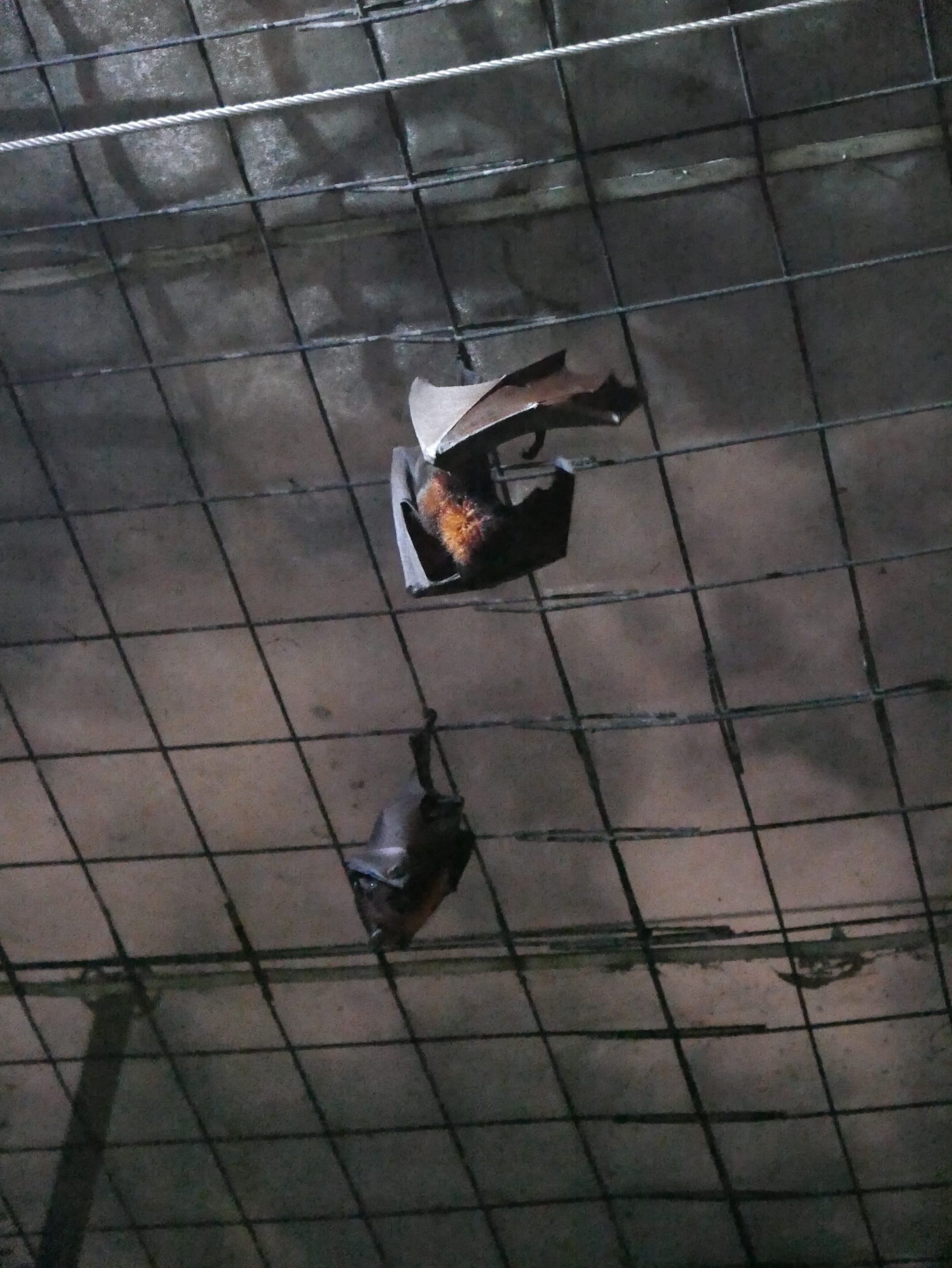 Photo by Author — wild bats — Singapore Zoo Night Safari, Singapore