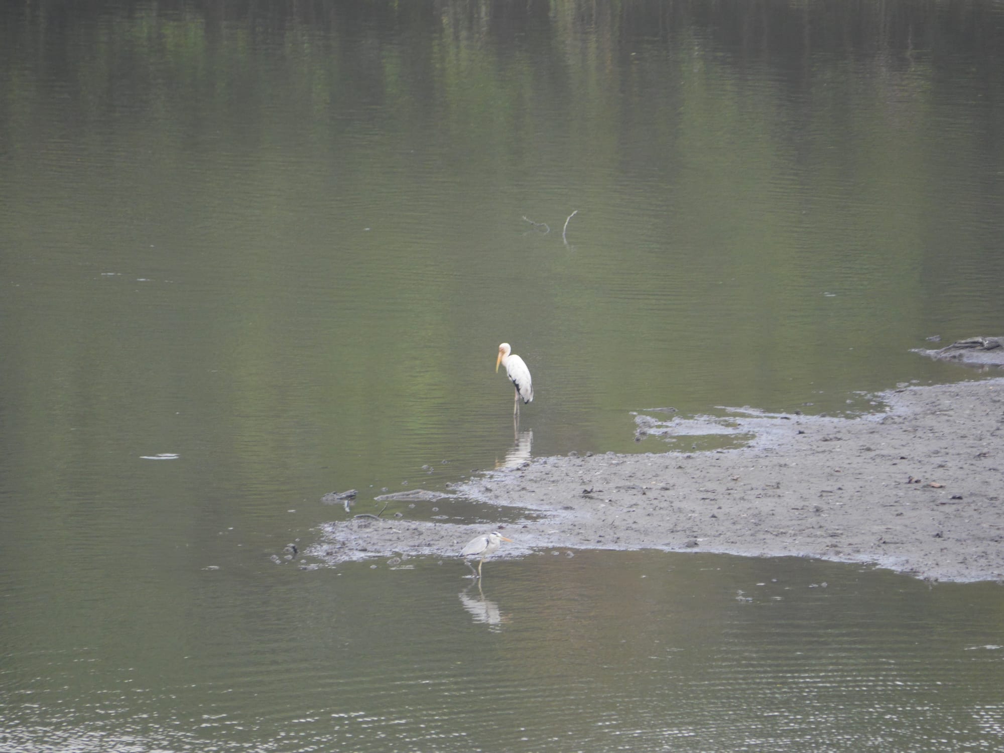 Photo by Author — Sungei Buloh Wetland Reserve, Singapore