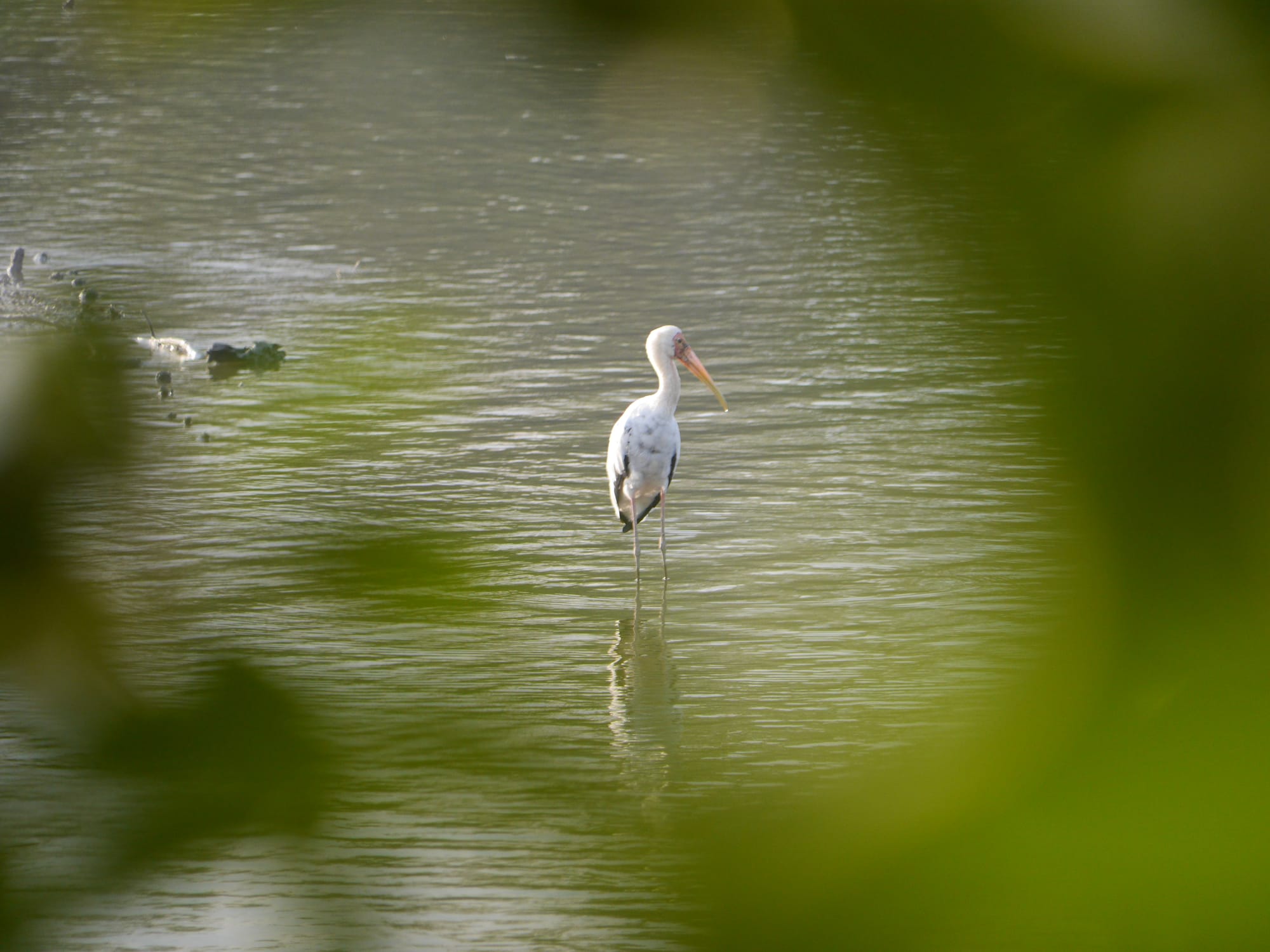 Photo by Author — Sungei Buloh Wetland Reserve, Singapore