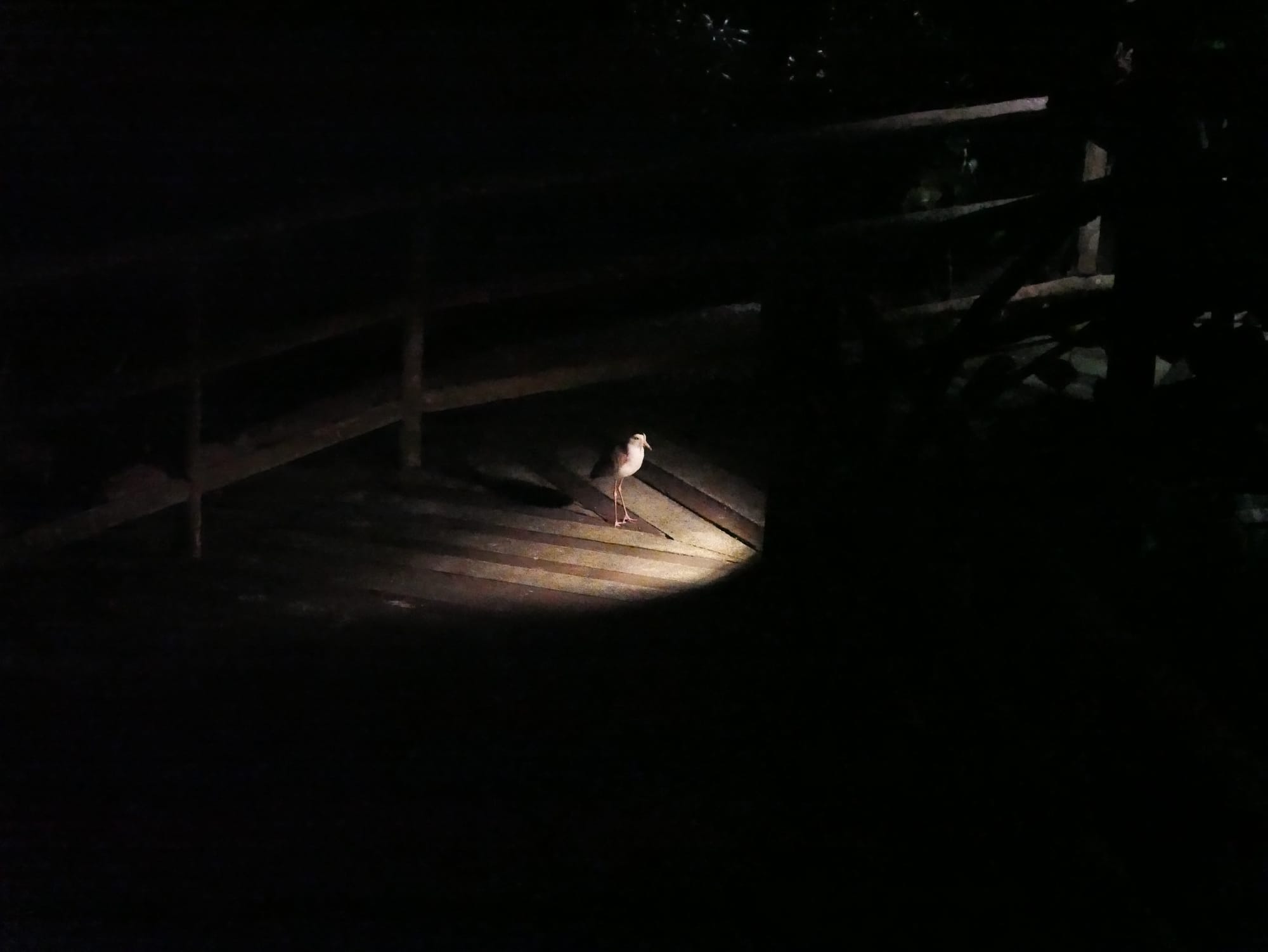 Photo by Author — a wild bird — Singapore Zoo Night Safari, Singapore