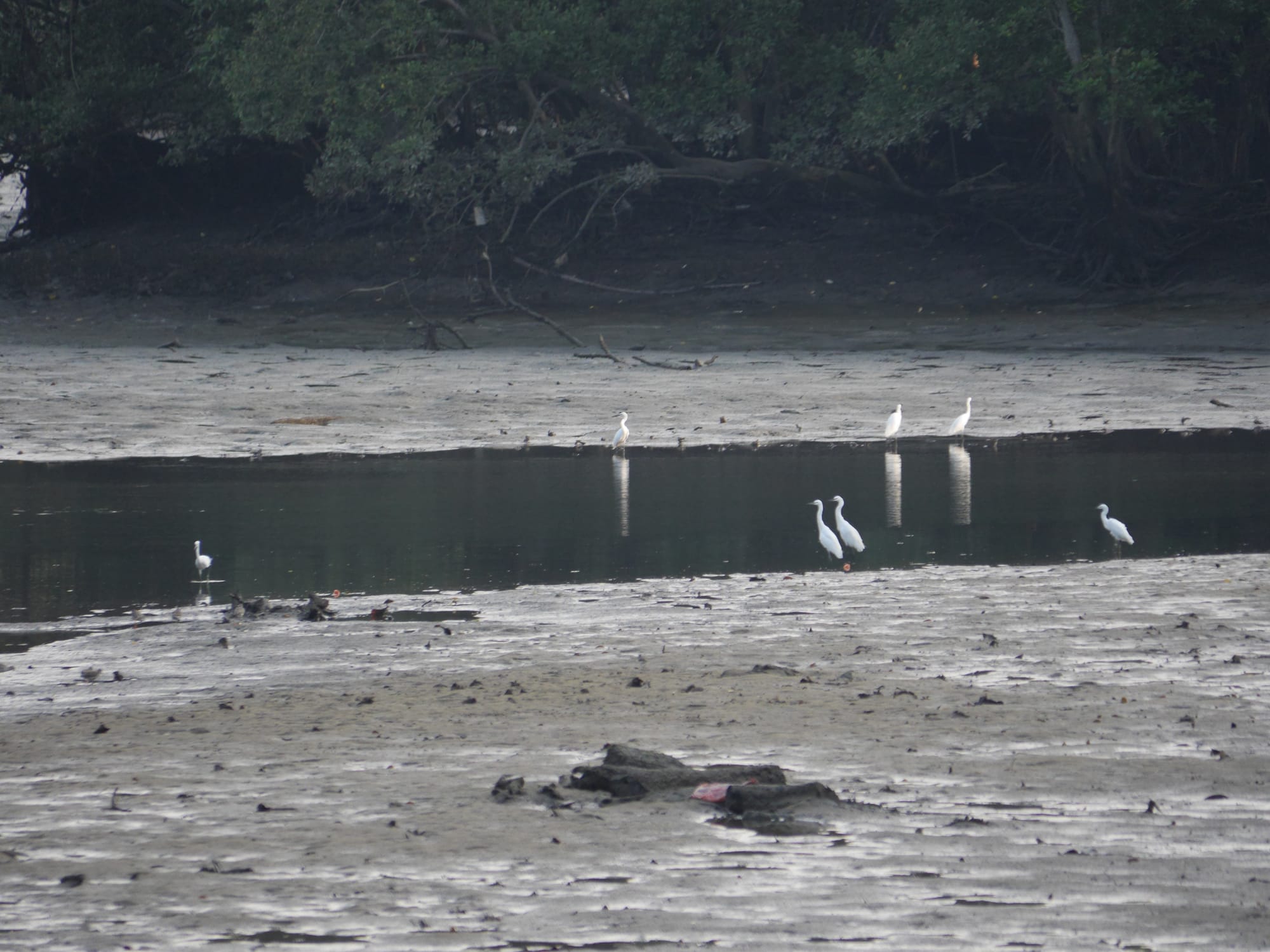 Photo by Author — Sungei Buloh Wetland Reserve, Singapore